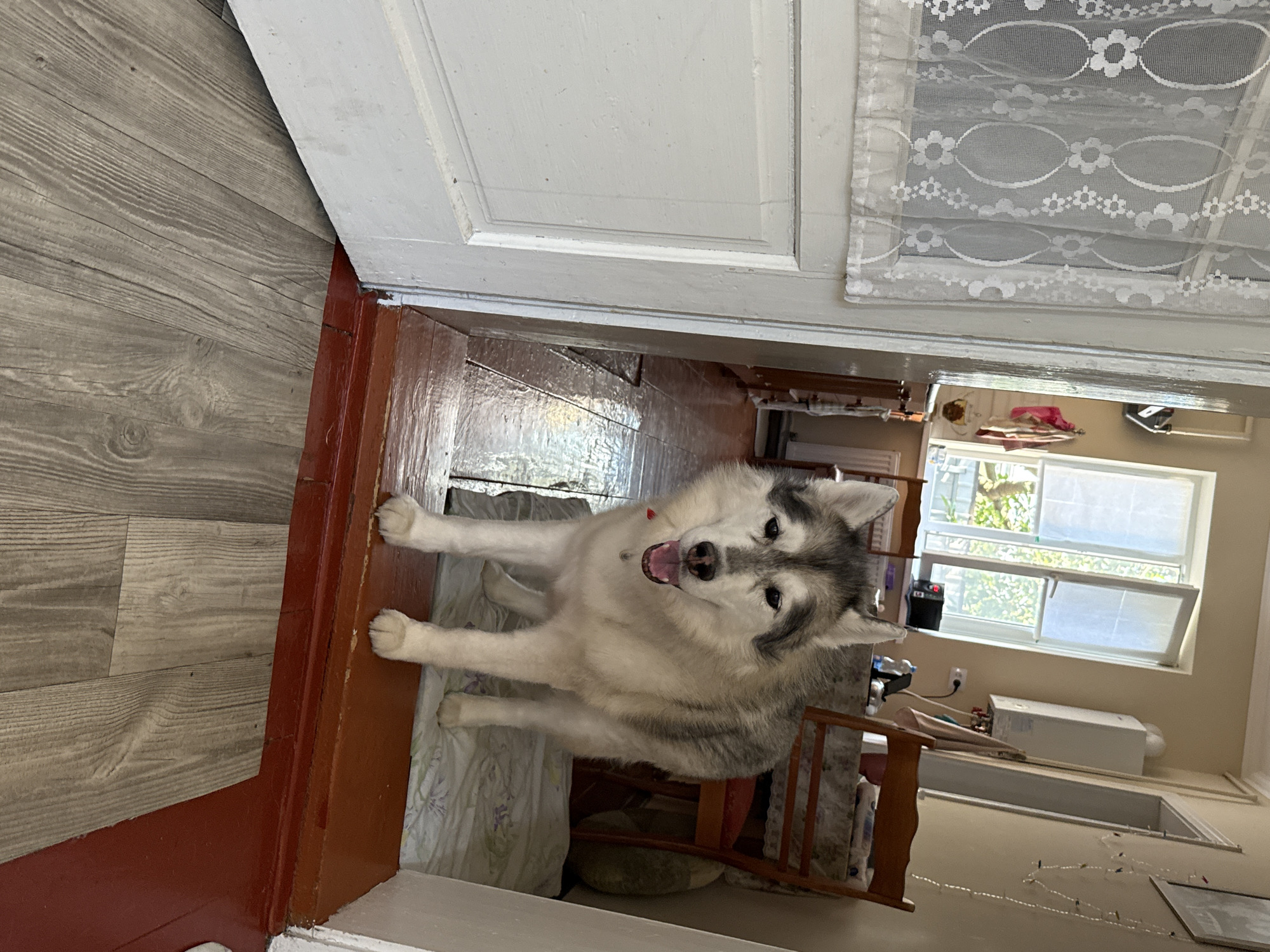 An indoor scene shows a husky dog standing in an open doorway. The dog is light gray and white with distinctive husky markings around its eyes and ears. Its mouth is open, and its tongue is visible. The dog is standing on a white cloth with a floral pattern. The doorway opens into a room with a wooden floor and a red-painted threshold. In the background, there is a window with white curtains, a wooden chair, and a wall-mounted appliance that appears to be a water heater. The room is lit by natural light coming from the window. The overall impression is that of a domestic setting.