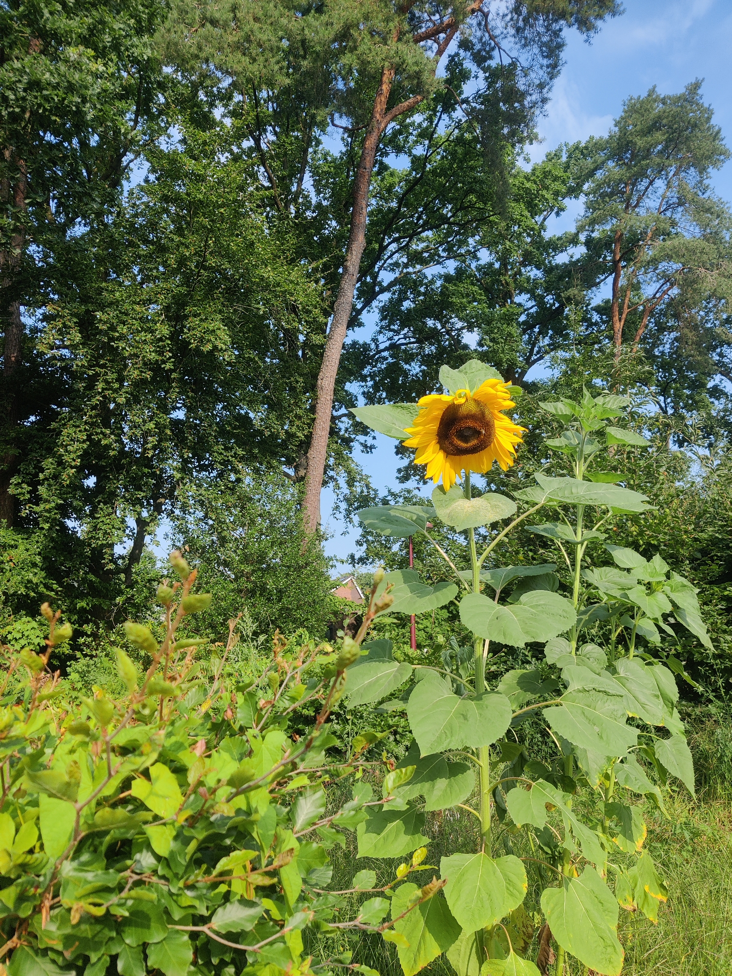 The image captures a vibrant sunflower in full bloom, its yellow petals spread wide against a backdrop of lush green foliage and towering trees. The sunflower stands tall on a single stalk, its dark center facing slightly to the left. The foreground is dominated by a dense shrubbery with bright green leaves, while in the background, large trees with dark bark and abundant green leaves reach towards a clear blue sky dotted with wispy white clouds. A small section of a building with a reddish-brown roof is faintly visible through the trees on the right side of the image. The scene suggests a natural, outdoor setting, possibly a garden or a park in the city of Winterswijk, Netherlands. There are no people or animals visible in the frame. The lighting indicates it is daytime, with sunlight illuminating the sunflower and the surrounding vegetation.