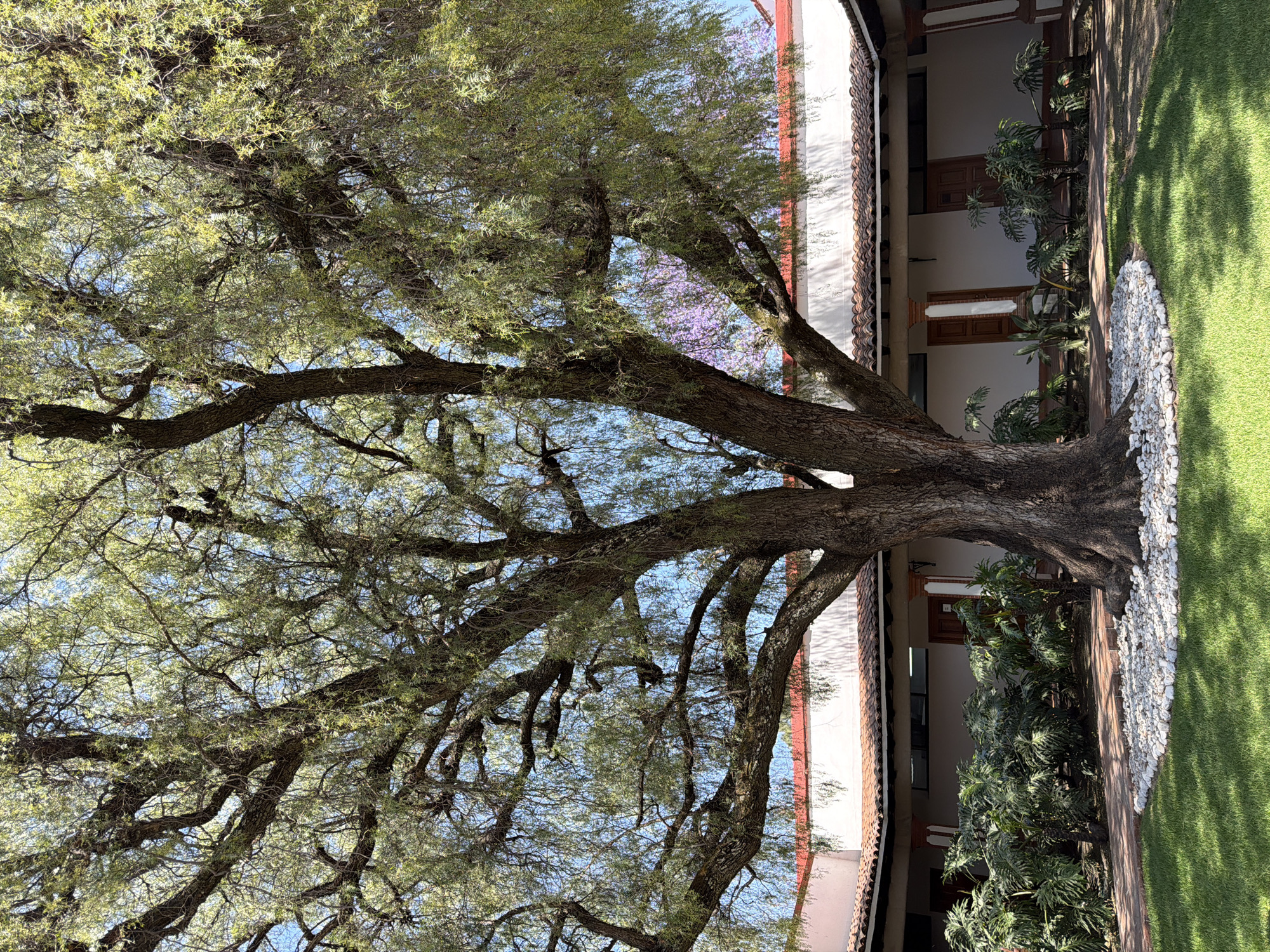 This image captures a sunlit courtyard in San Andrés Cholula, Mexico. A large, mature tree with a substantial, multi-trunk base and numerous sprawling branches, covered in dense, light green, elongated foliage, dominates the central frame. The tree's base is surrounded by a circular border of white, irregularly shaped stones, which rests on a manicured green lawn. Behind the tree, a section of a building is visible, featuring a traditional terracotta tiled roof overhanging light-colored stucco walls. The building's facade includes multiple dark brown wooden doors, reddish-brown decorative columns, and horizontal windows. Along the base of the building, adjacent to a reddish-brown paved walkway, are several clusters of large-leafed green plants. Bright daylight illuminates the scene, casting distinct shadows on the lawn. The sky, visible through the upper branches of the tree, is clear blue. No individuals are present in the scene.