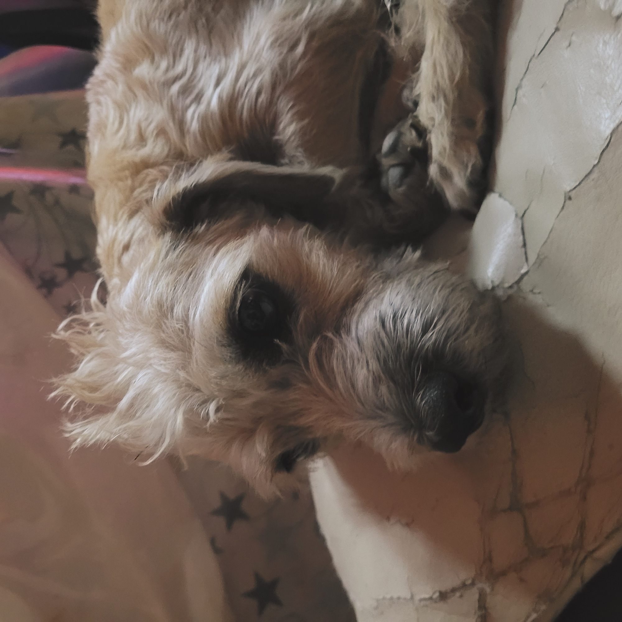 A close-up, slightly tilted shot shows a light brown, shaggy-haired dog lying on what appears to be an off-white, cracked leather or vinyl surface, likely part of a sofa or chair. The dog's head is facing the camera, with a dark nose and dark eyes visible. The dog's fur appears disheveled. The background is blurry, with what appears to be a surface with star-shaped decorations. The location cannot be determined as San Fernando del Valle de Catamarca, Argentina, solely based on the visual information provided.