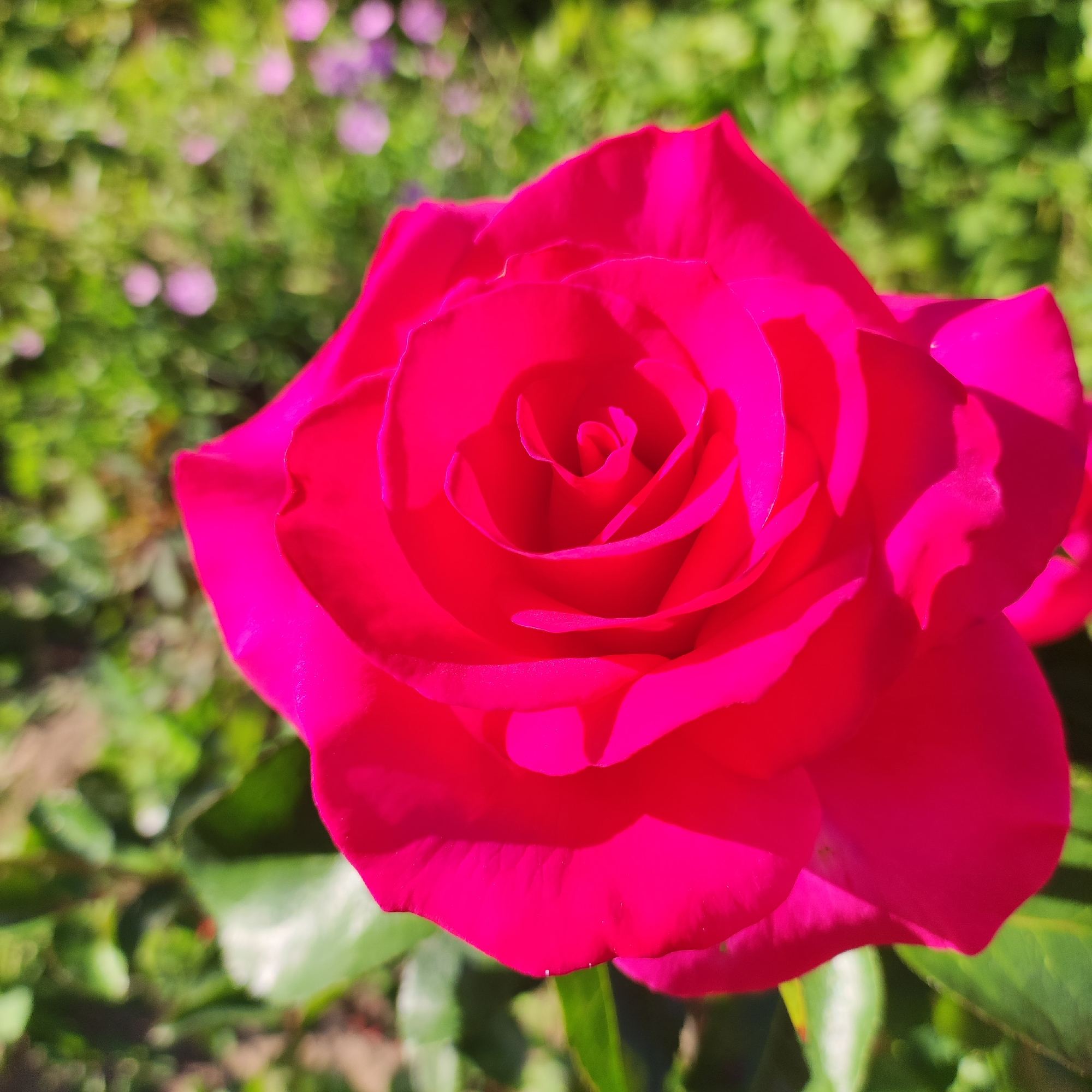 This is a close-up, horizontal, eye-level shot of a vibrant pink rose in bloom. The rose is the primary subject, filling most of the frame. Its petals are unfurled, revealing a tightly packed center with delicate curls. The texture of the petals is smooth, with subtle folds and creases. Shadows create depth and highlight the contours of the rose.
The background is softly blurred, suggesting a garden setting. It consists of out-of-focus green foliage and hints of small, light pink and purple flowers. The lighting suggests it is daytime, likely a sunny day given the brightness and strong shadows on the rose. The overall mood is serene and natural, focusing on the beauty of the flower. There is no visible text. The location is Navoloki, Russia.