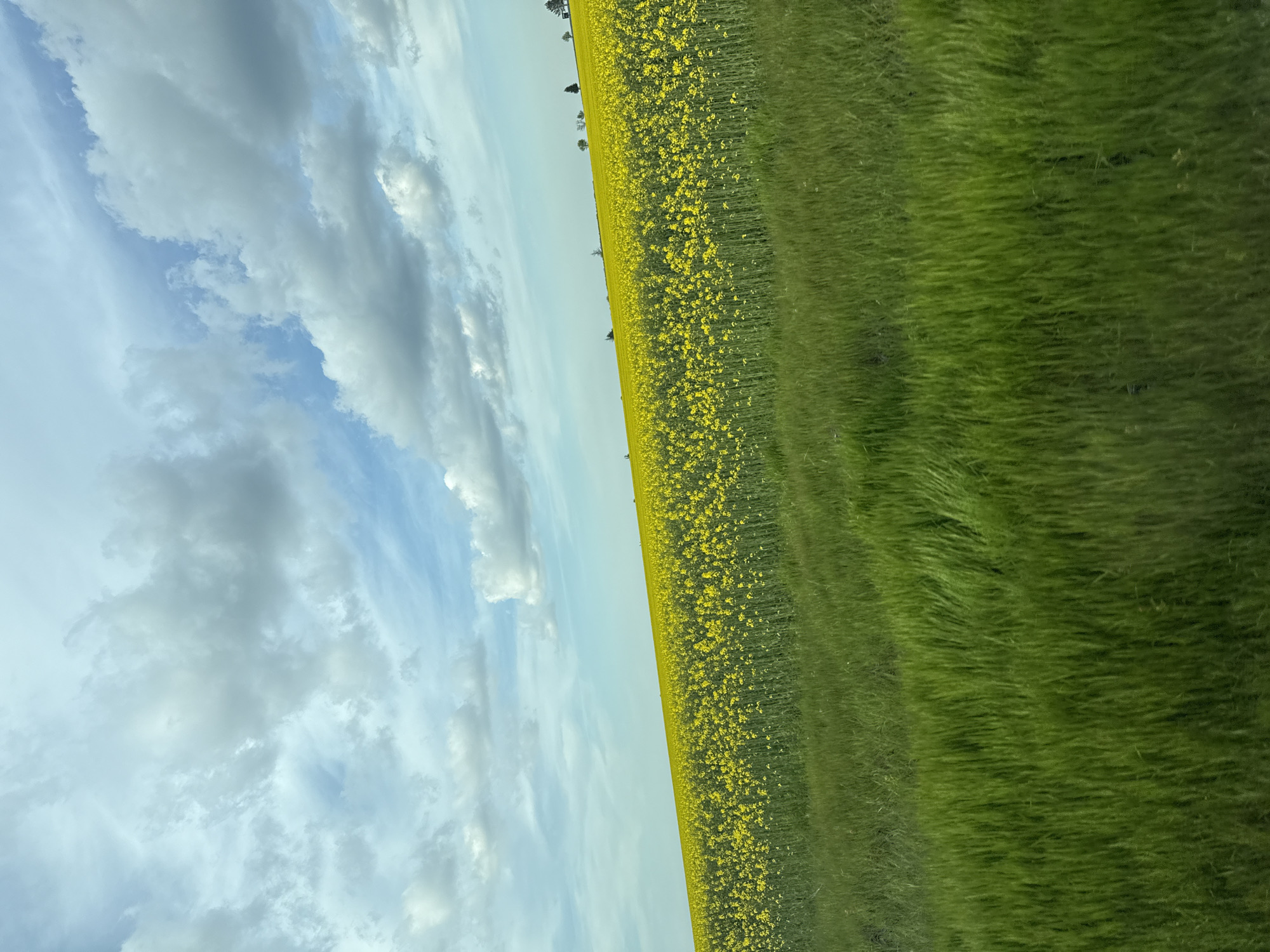 The image shows a rural landscape with a field divided into two distinct sections under a partly cloudy sky. The left section of the field is covered in yellow flowers, possibly rapeseed or canola. Adjacent to this, the right section of the field is covered in green grass. The sky is blue with white and grey clouds. The photograph seems to be taken at an angle, and the location is Izvorsko, Bulgaria. There are no people visible in the image.