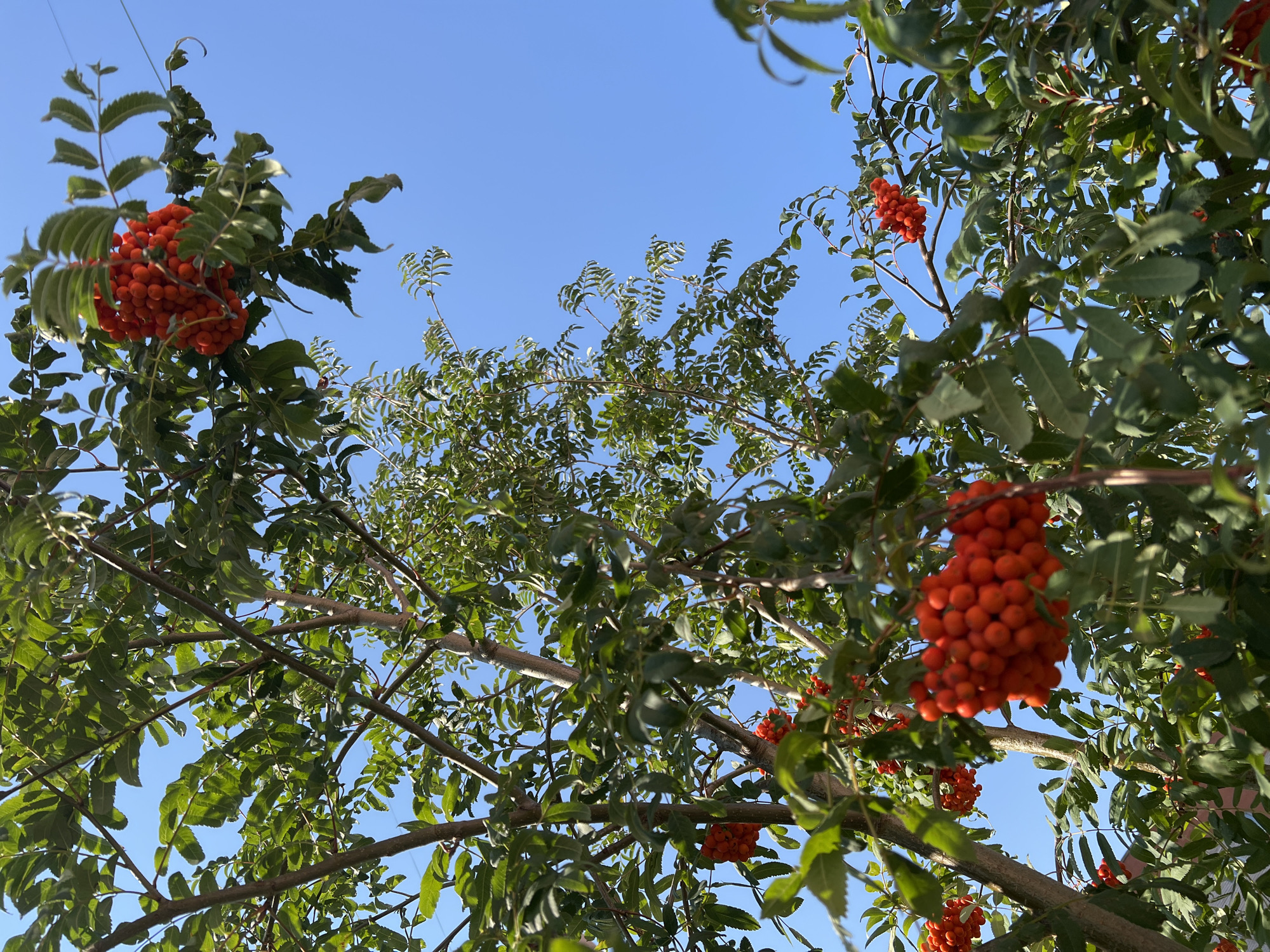 An outdoor, upward-facing, eye-level shot captures a tree with branches laden with clusters of bright red berries against a clear blue sky. The foliage is a vibrant green, and the tree appears healthy. The image was taken in the city of Salavat, Russia, on a sunny day. No people or specific landmarks are visible, suggesting a focus on nature within the urban environment. The composition emphasizes the natural beauty of the tree and its fruit against the backdrop of the sky.