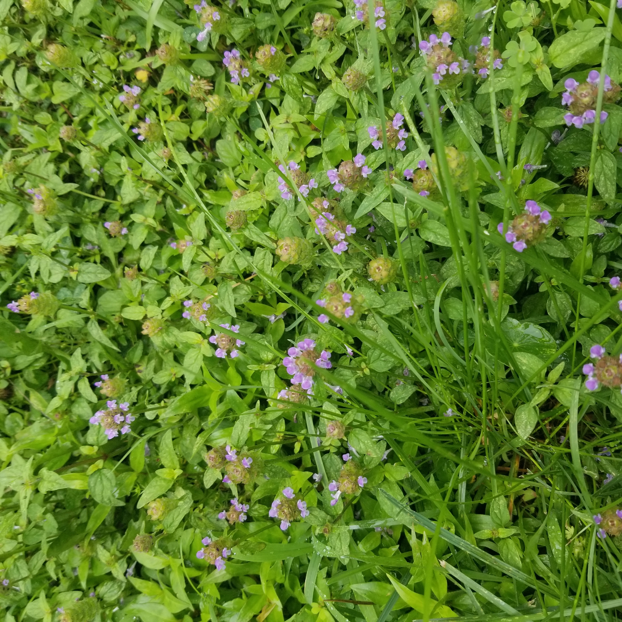 The image is a close-up, high-angle shot of a dense patch of green foliage and small purple flowers, possibly self-heal (Prunella vulgaris), in Virginia Beach, United States of America. The ground is covered in a variety of green leaves and blades of grass. Water droplets are visible on many of the leaves and petals, indicating recent rain or dew. The flowers are clustered at the tops of some stems, with individual florets appearing delicate and light purple. The overall impression is one of a lush, natural, and slightly damp environment. There are no people or animals visible in the image. The lighting suggests it may be overcast or early morning.