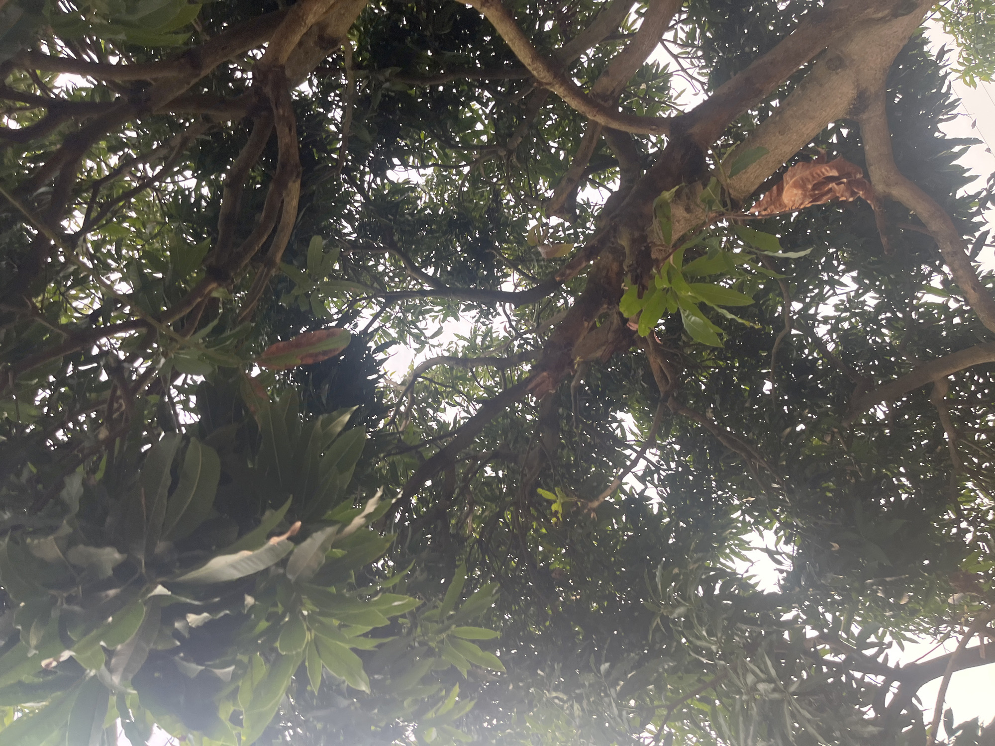 An outdoor, low-angle shot shows a large, brown-barked tree with many branches and dark green leaves. The sky is visible through the canopy, appearing bright white. A single, elongated, green and reddish-brown fruit hangs from a branch on the left side of the image. On a thick branch on the right, a small, orange cat is perched, looking to the right. The image is slightly blurry, and the lighting suggests it was taken during the daytime. The scene appears to be in a natural or semi-natural environment, possibly a garden or park within the city of Jos, Nigeria.