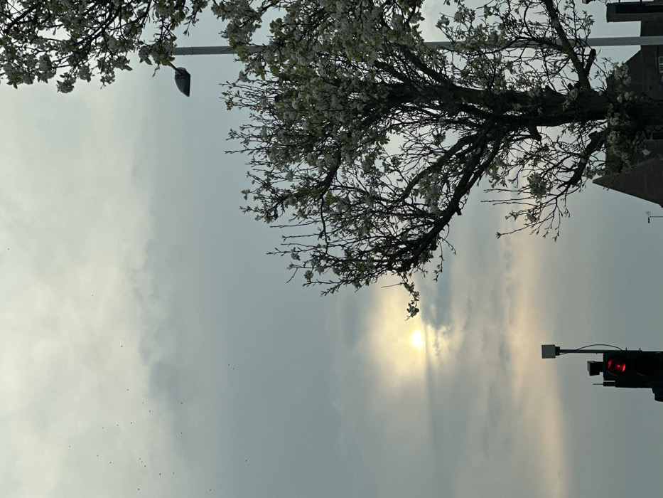 An outdoor scene in an urban or suburban area of London, United Kingdom, is captured under a predominantly overcast sky. The sun is partially visible through the clouds in the upper-left quadrant, creating a diffuse bright spot. A scattered flock of small, dark avian figures is present in the upper-left sky. In the foreground, two deciduous trees with dense white blossoms, characteristic of spring, occupy the right side of the frame. A grey street light pole with a downward-angled luminaire is partially obscured by the tree in the upper-right. A dark traffic light pole, positioned in the lower-left, displays a circular red illuminated signal. Above the signal, a small, square, light-colored sensor or camera unit is mounted. Portions of dark-pitched building rooftops are discernible in the lower-middle background. No human individuals or active interactions are observed within the frame.