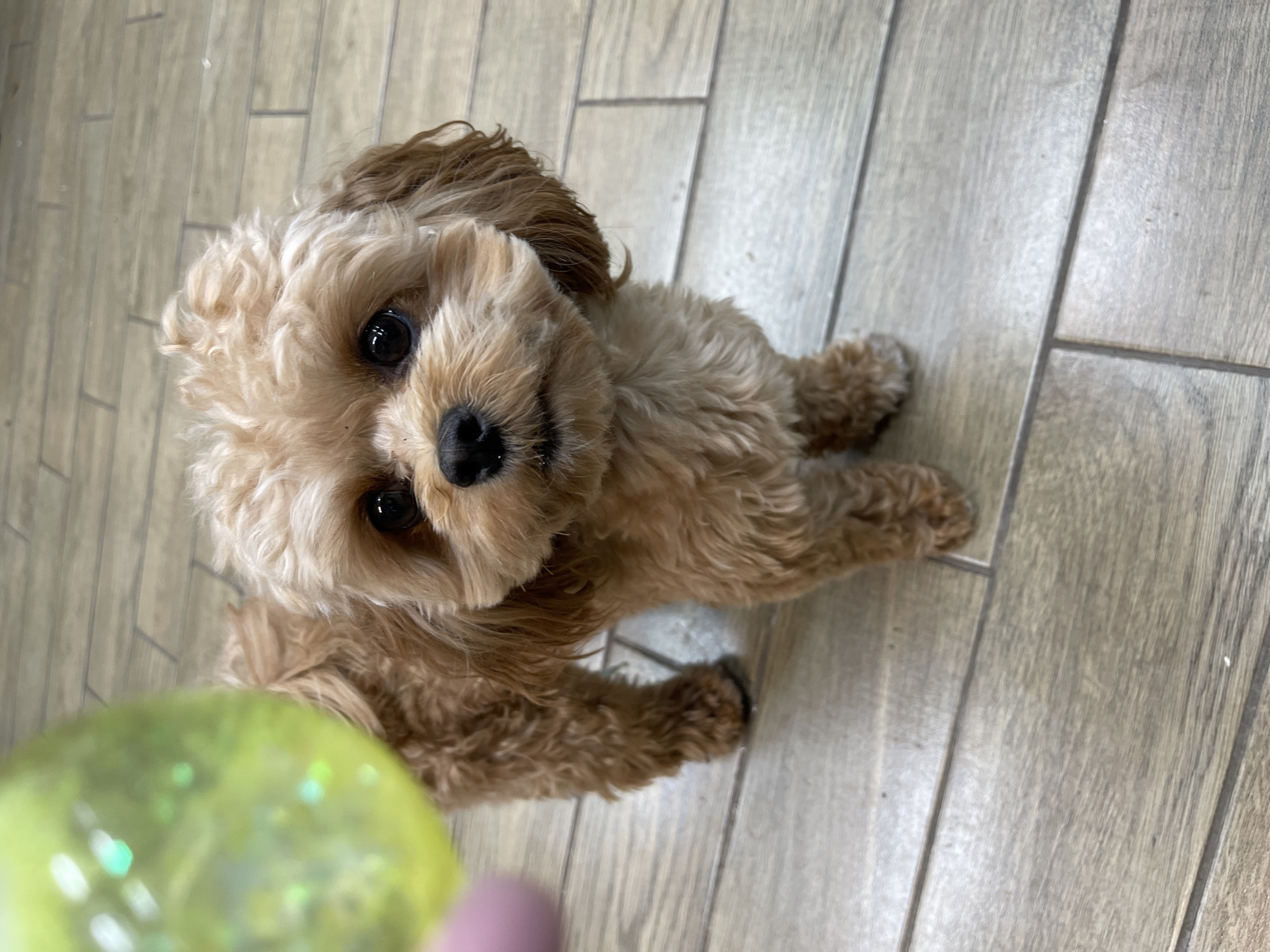 In an indoor setting with a light brown, wood-patterned tiled floor, a small, fluffy dog with light brown fur is the central subject. The dog is facing the camera with its head slightly tilted. Its eyes are dark and expressive, and its nose is black. The dog's fur is curly and appears well-groomed. A blurry, out-of-focus, bright green, spherical object is visible in the upper left corner of the image, held by a pinkish hand or finger, suggesting interaction or play. The lighting is bright, casting soft shadows on the floor. The scene is devoid of any specific urban or natural landmarks that would indicate a location within the city of Kommunarka, Russia.
