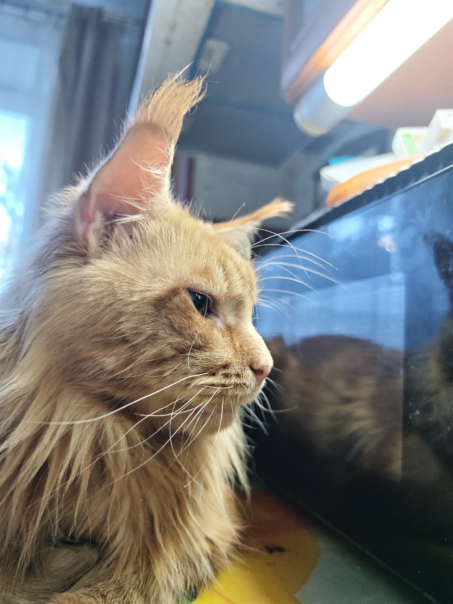 This is a close-up, profile view of a ginger Maine Coon cat. The cat's fur is long and fluffy, with prominent ear tufts. It is looking to the right, with one eye visible. Its whiskers are long and white. In the background, a bright light source illuminates some objects on a shelf, and a reflective surface, possibly a microwave door, shows a blurred reflection of the cat. The scene appears to be indoors. The image was taken in Abakan, Russia.