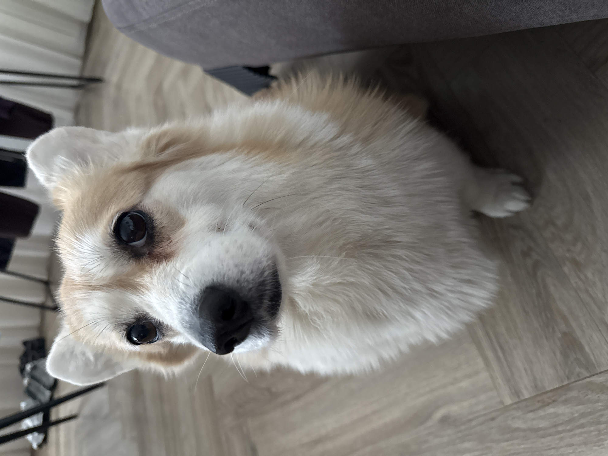 A light-furred, possibly white and tan, corgi dog is seen lying on a light wood-grain floor. The dog faces the camera with a curious gaze, and its black eyes and nose are prominent. The dog is positioned partially under a piece of furniture, possibly a sofa, with a gray upholstered edge visible. The floor appears to be inside a domestic setting. In the background, the legs of a metal chair or table are seen, adding to the domestic interior context. There is no evidence to suggest the location of the image is in the city of Krasnoyarsk, Russia.