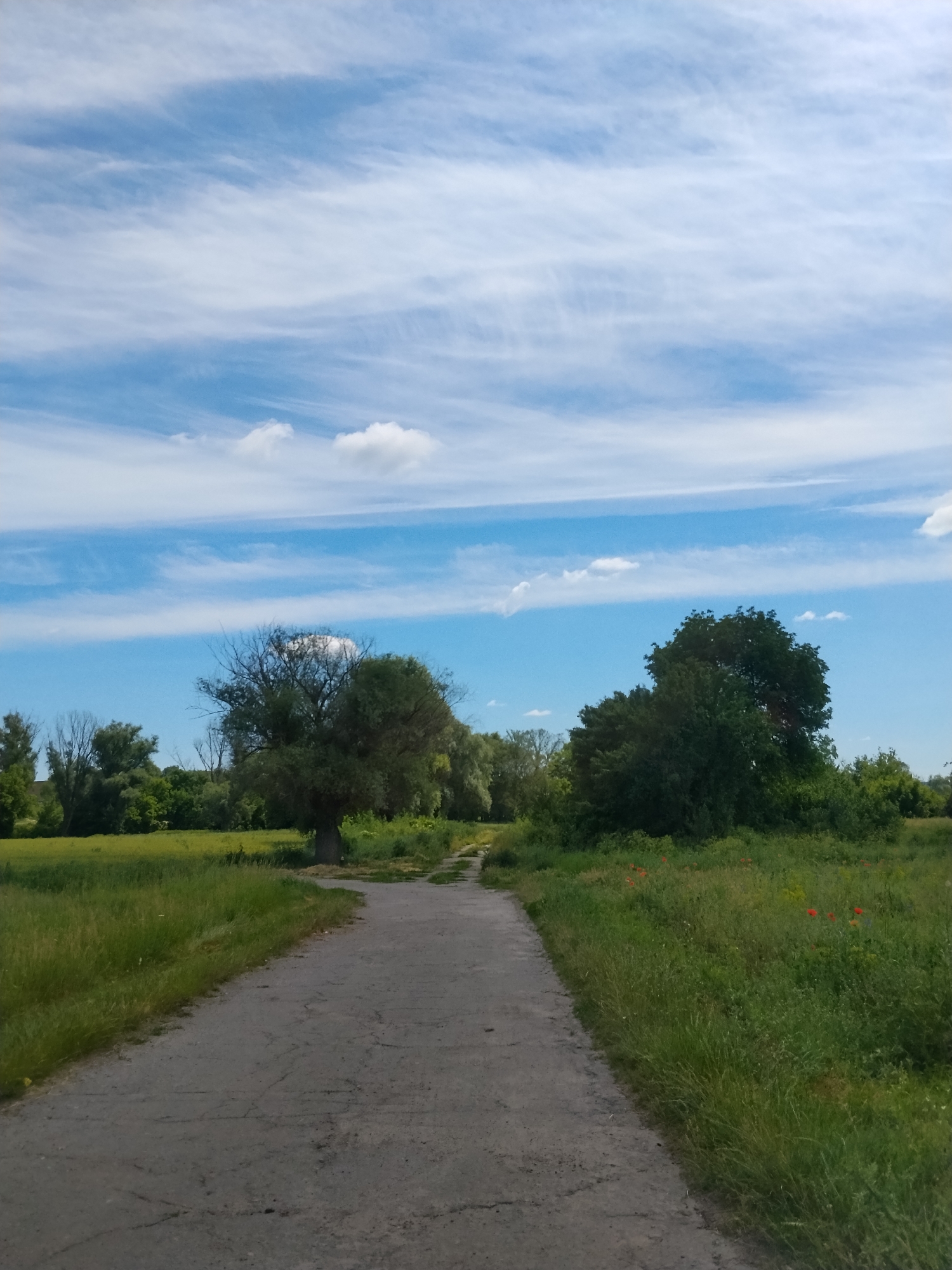 The image depicts a dirt road winding through a grassy landscape under a bright blue sky with wispy white clouds. The road appears to be in a rural area, possibly on the outskirts of Ustyvytsia, Ukraine. Dense green trees line the sides of the road, with patches of yellow wildflowers and red poppies scattered throughout the grass. The overall scene is one of natural beauty and tranquility, with no people or animals visible. The lighting suggests it is daytime, likely mid-morning or early afternoon, given the clear sky and the shadows cast by the trees.