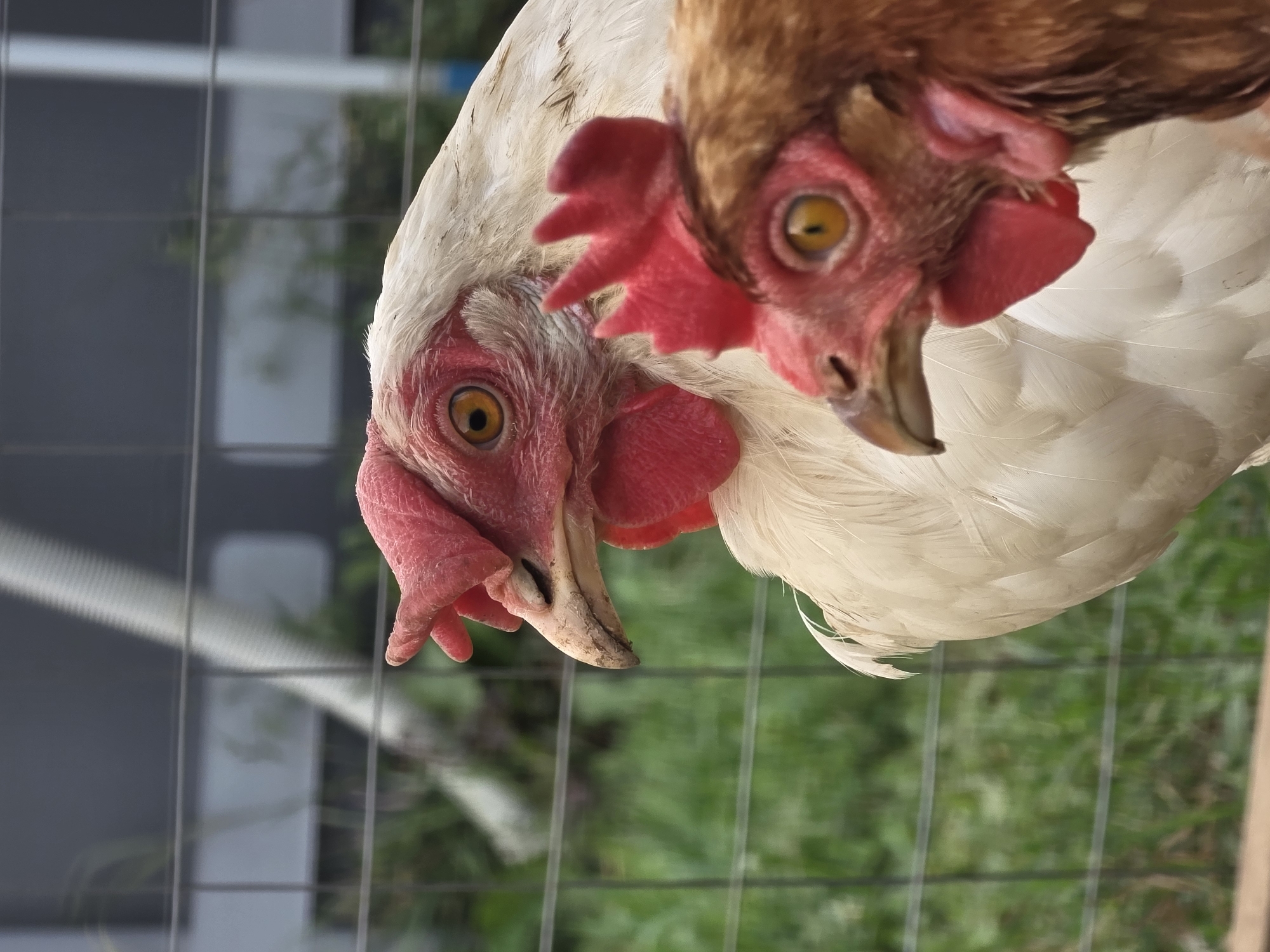 Two chickens are facing to the left, one in the foreground and one slightly behind it. The chicken in the foreground is brown with a red comb and wattles, and a yellow eye with a black pupil. The chicken behind it is white with a red comb and wattles, and a yellow eye with a black pupil. Both chickens are looking away from the camera. The background consists of a wire fence, green grass, and a blurry building. There is no indication of the location being in Речицы, Russia.