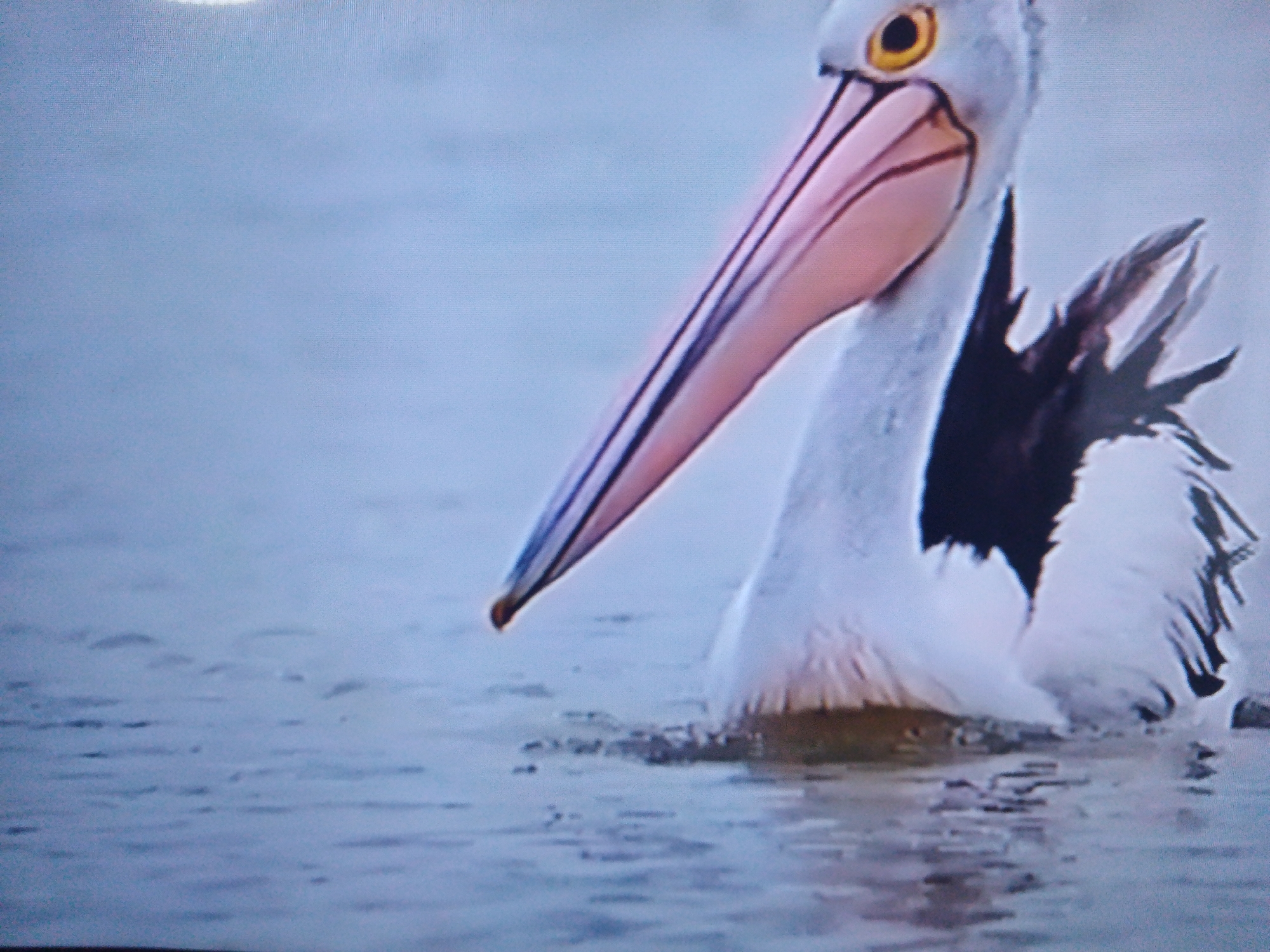 A close-up, eye-level shot shows a pelican in the water. The pelican is partially submerged, with its long, pink beak and yellow eye prominent in the frame. Its white body and black-tipped wings are also visible. The water is a muted blue-gray, with ripples and small waves suggesting gentle movement. The background is a blur of the same muted colors, indicating a natural, open environment. There are no discernible human elements or city landmarks in the image, making it impossible to determine a location within Dushanbe, Tajikistan.