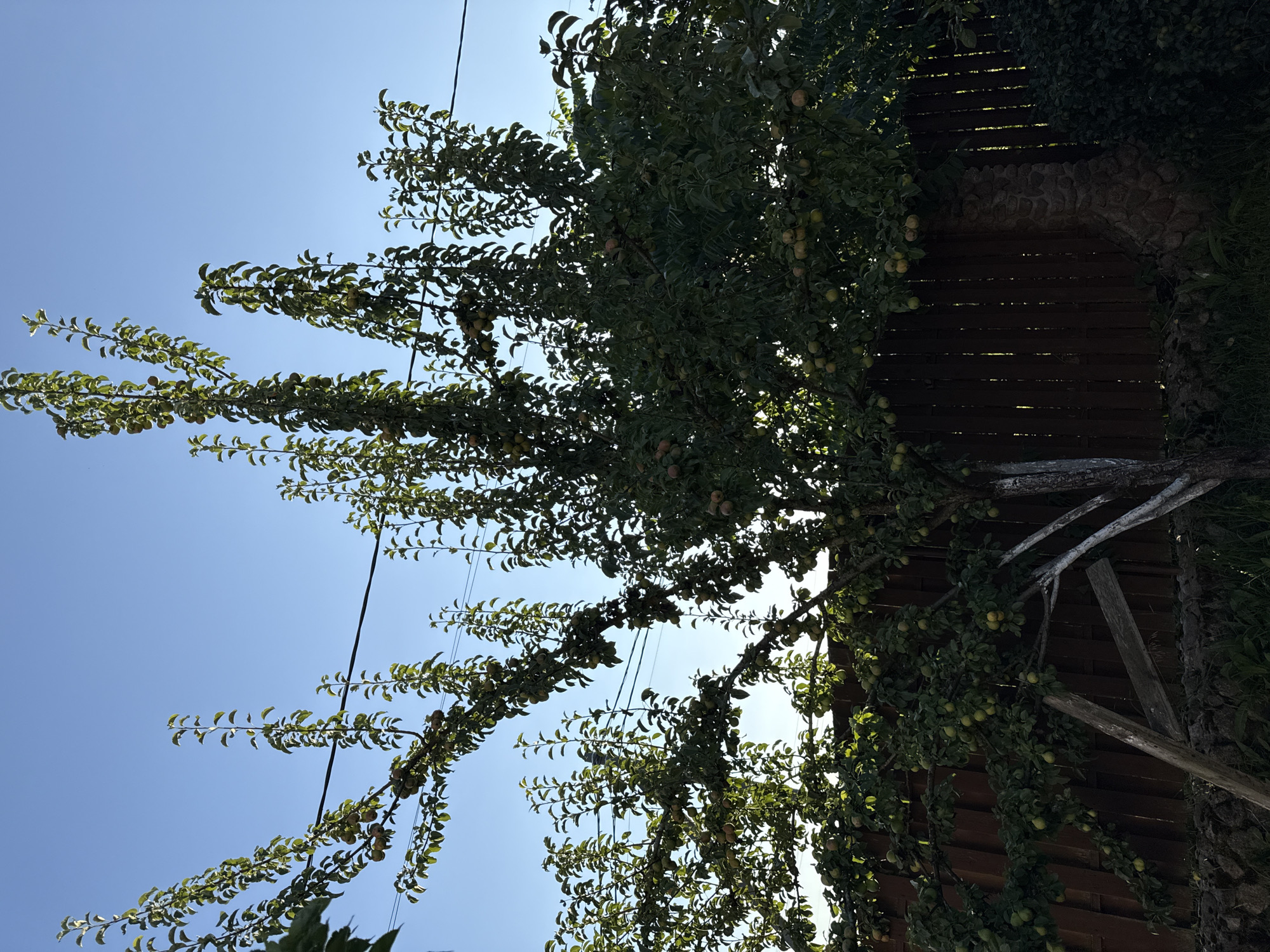 In Russko-Vysotskoe, Russia, a vertical, full-frame photograph captures an outdoor scene dominated by a lush green tree laden with fruit against a clear blue sky. The tree's branches, bearing numerous small, round fruits, extend upwards and outwards, with some branches reaching towards a dark power line that traverses the frame horizontally. The background features a dark brown wooden fence, with a stone pillar integrated into its structure on the right side. The lower portion of the image shows a stone wall and some greenery. The lighting suggests it is daytime.
