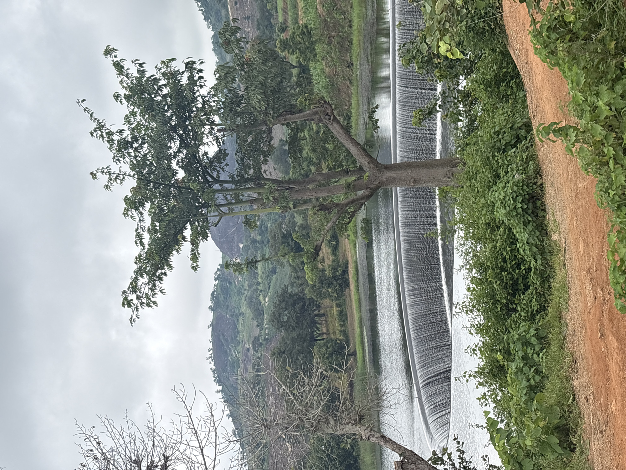 The image depicts a scenic view of a dam in Dachino, Nigeria. The dam, a prominent feature in the foreground, has water cascading over its curved edge, creating a visually dynamic effect. The water forms a shimmering surface that stretches across the frame.
In the mid-ground, lush green vegetation lines the banks of the dam, with a variety of trees and shrubs contributing to the vibrant landscape. A large, leafy tree with a sturdy trunk stands in the center of the frame, its branches reaching towards the sky. To the left, a bare tree with intricate branches adds a contrasting element to the scene.
The background is dominated by rolling hills covered in dense greenery, interspersed with patches of cultivated land. The sky above is overcast with a layer of clouds, casting a soft, diffused light over the entire scene. The overall impression is one of natural beauty and tranquility, with the dam serving as a focal point within the serene environment.