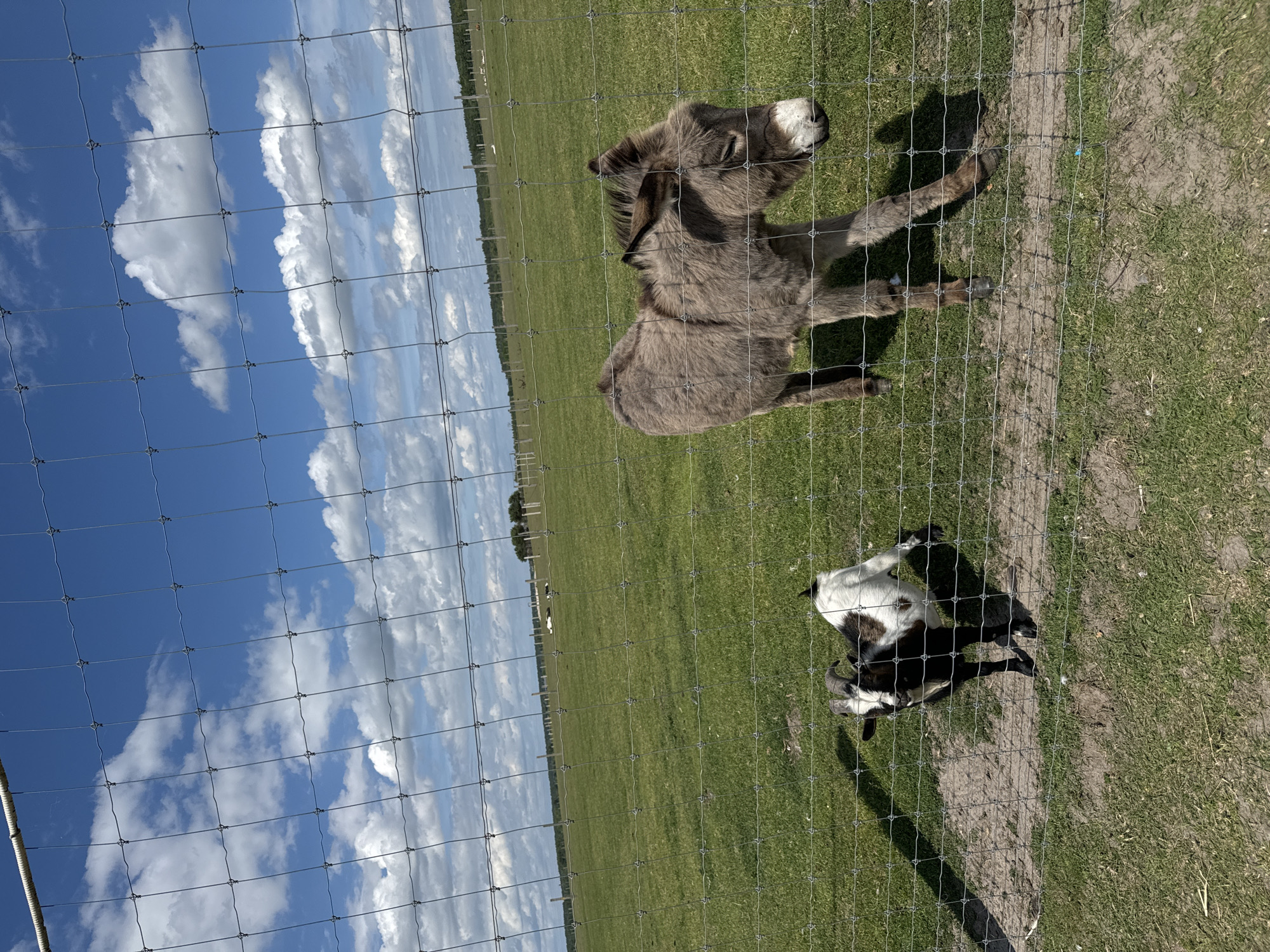 This is a photograph taken outdoors on a sunny day, with a wire fence in the foreground. Beyond the fence, a grassy field stretches into the distance, dotted with trees and what appear to be some scattered structures or animal enclosures. The sky above is blue with scattered white clouds. In the middle ground, two animals are visible: a small, grey donkey with its eyes closed and a black and white goat standing to its left. The donkey is facing to the right, while the goat is looking towards the camera. The image does not contain any elements that would suggest a specific location in Kostiantynivka, Ukraine.