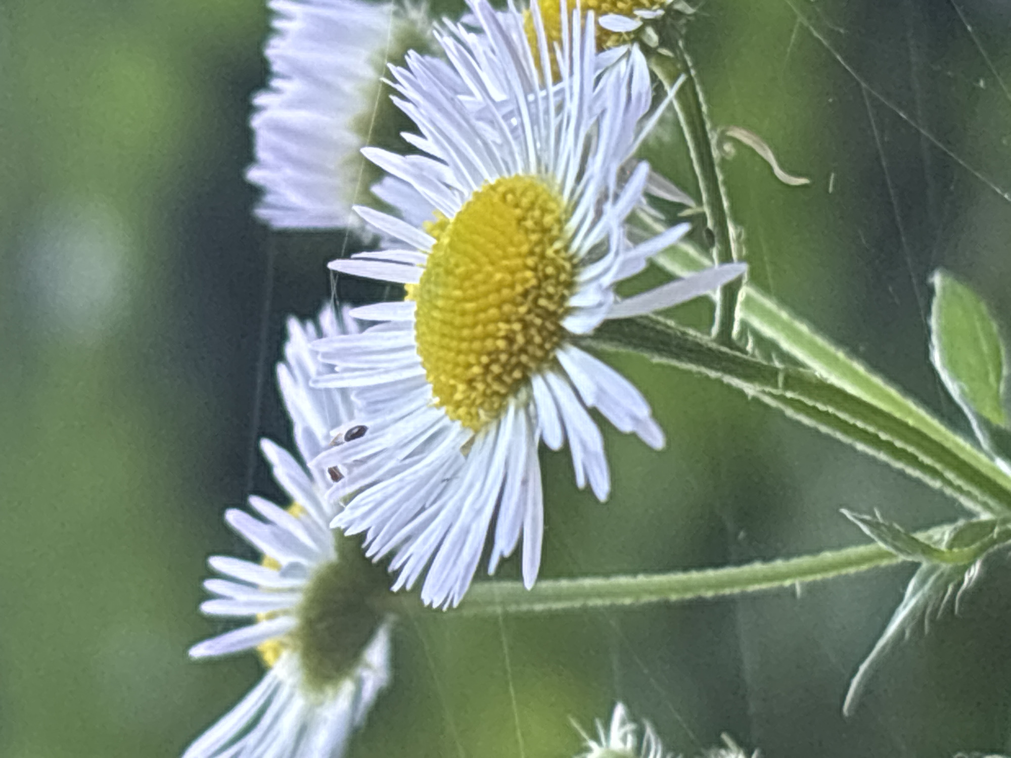 This is a close-up, low-angle, outdoor photograph of white and yellow daisy-like flowers. The flowers are in focus, with a shallow depth of field blurring the green background of leaves and foliage. Delicate spiderwebs are visible, adding a subtle texture to the scene. Two small, dark insects are present on one of the flower petals, adding a touch of detail and life to the composition. The lighting suggests natural daylight, possibly in the morning or late afternoon, with soft shadows and highlights. No specific location in Sochi, Russia, is identifiable from the image.