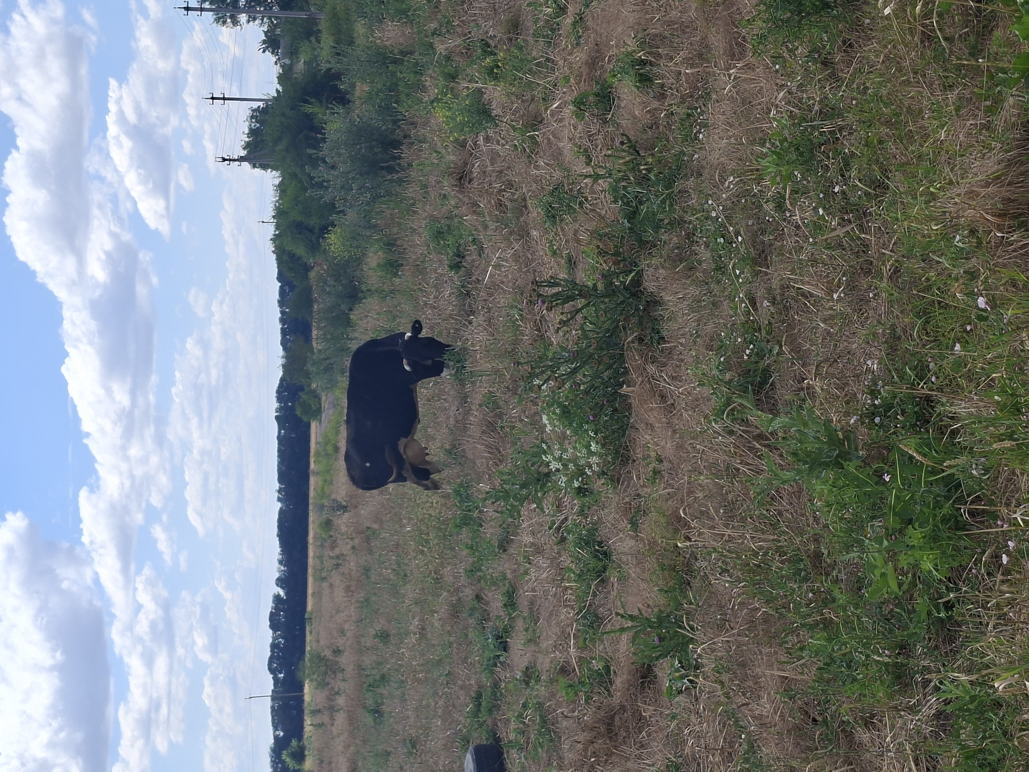 A cow is grazing in a field of dry grass and green vegetation. The cow is mostly black with some lighter markings on its hindquarters and face. The field is large and appears to be uncultivated. In the background, there is a line of trees, and beyond that, utility poles and wires are visible. The sky is blue with scattered white clouds. The scene depicts a rural or semi-rural environment, possibly on the outskirts of Gorkovskiy, Russia.