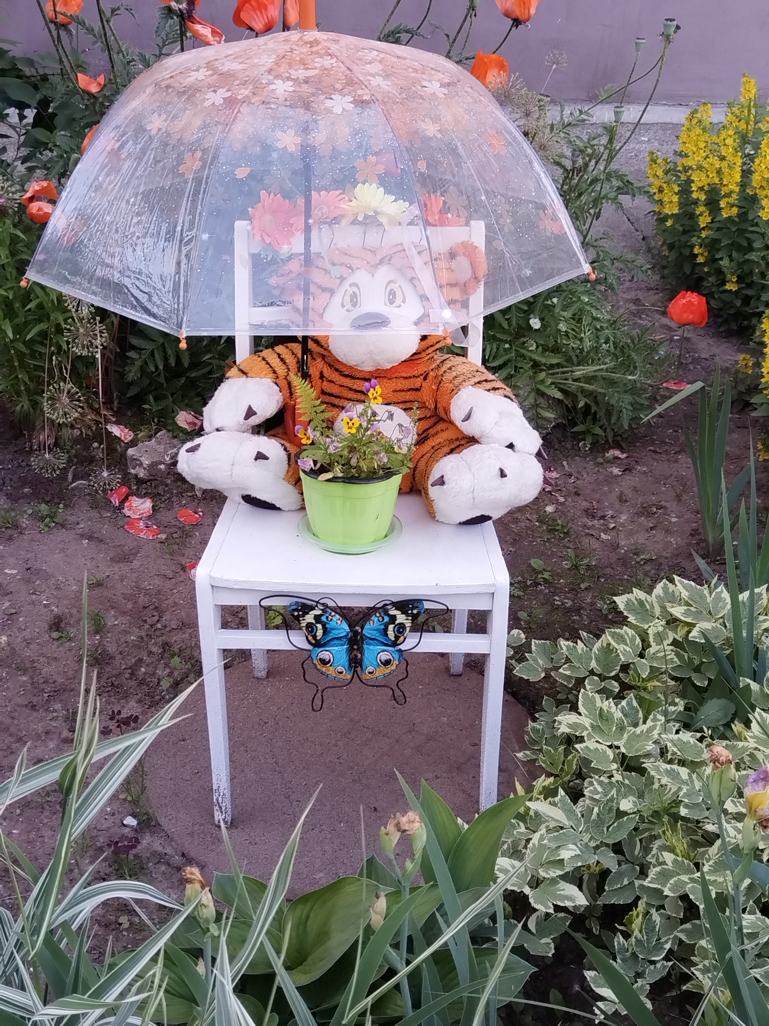 In Chaikovsky, Russia, a stuffed tiger toy sits on a small white chair in a garden setting. The tiger is wearing an orange and black striped outfit and is positioned under a clear umbrella decorated with small white flowers. In front of the tiger, on the chair, is a green pot containing a small bouquet of flowers. The chair itself has a metal butterfly decoration attached to its front legs. The background consists of a variety of plants, including red poppies and yellow flowers, with a concrete wall visible further back. The ground is covered with soil, scattered flower petals, and some stones.