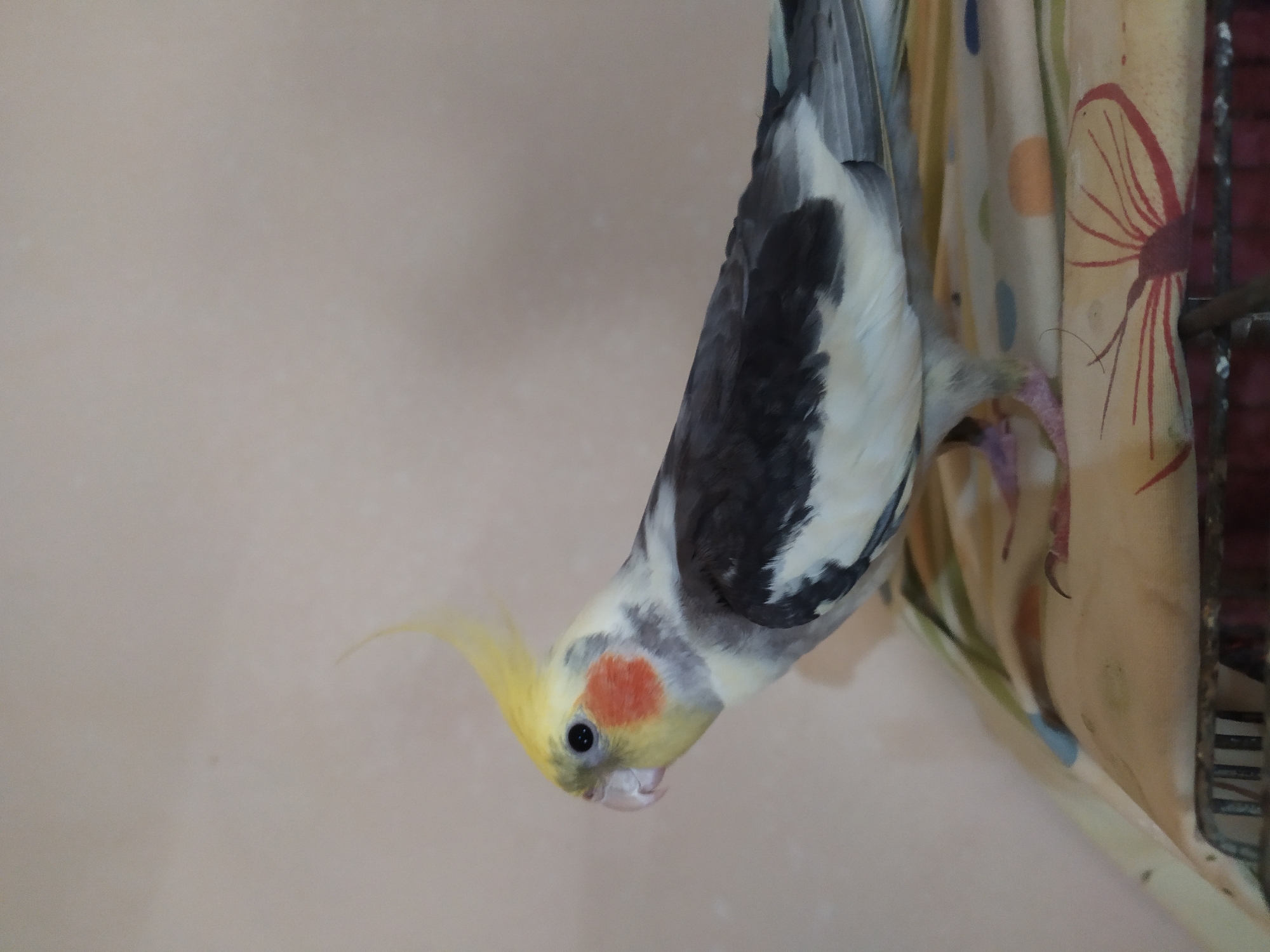 A cockatiel bird is perched on a patterned cloth. The bird is facing left and is mostly gray and white with a yellow crest and orange cheek patches. The background is a plain, light-colored wall. The cloth has a colorful pattern with circles and red fan-like shapes. The bird's feet are visible, gripping the cloth. A metal grate is visible below the cloth. The scene is indoors. There are no people or specific locations in Bilajari, Azerbaijan, identifiable in this image.