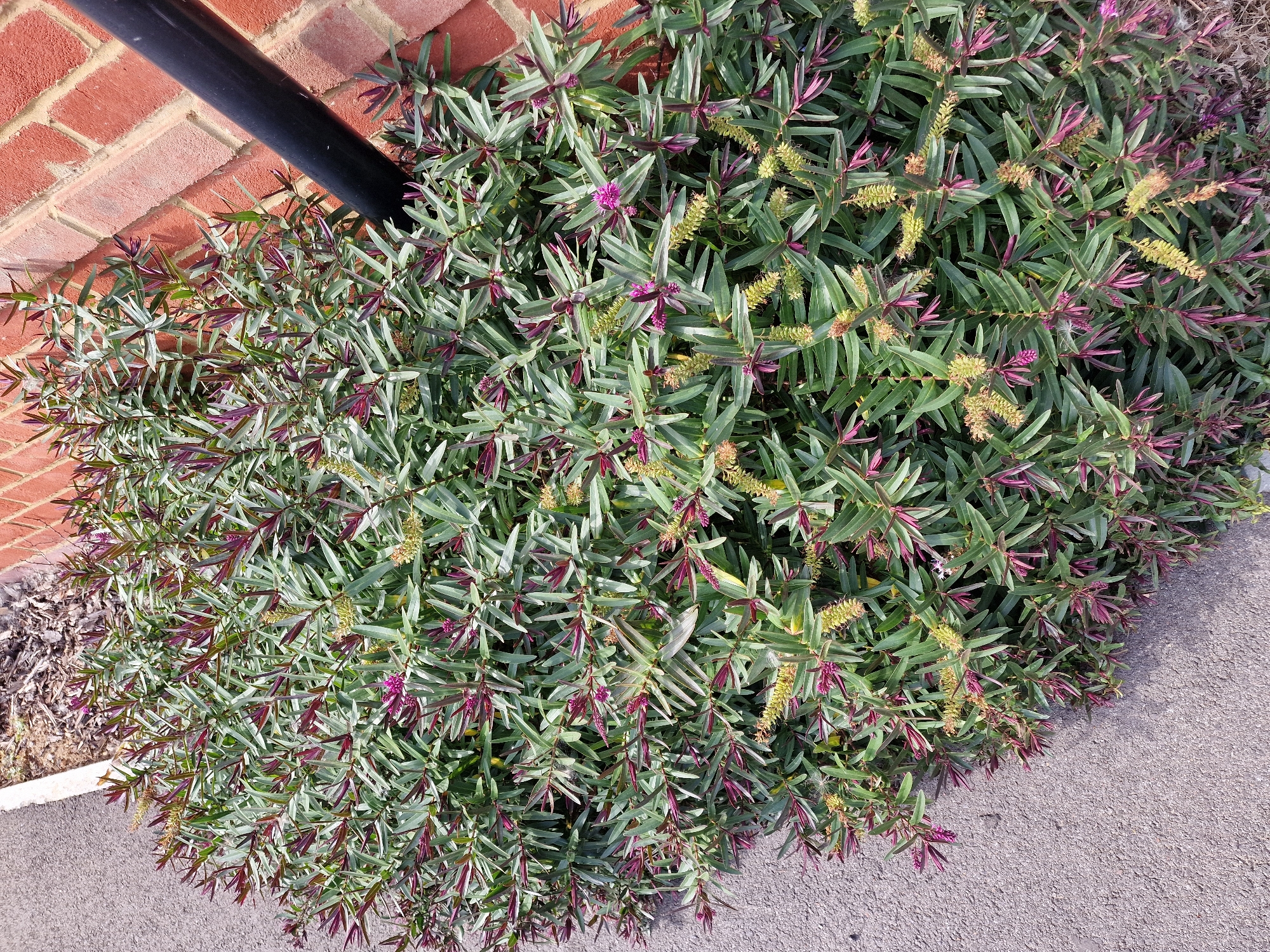 A dense, leafy shrub with narrow green leaves tinged with purple at the tips, and clusters of small pink and yellow flowers, grows along the base of a red brick wall. A black pipe runs vertically down the wall and into the shrub. The shrub is bordered on the left by a gray asphalt pathway. The ground behind the shrub is covered in wood chips. The scene is outdoors, likely in a garden or public space in Canterbury, United Kingdom, under daylight conditions.