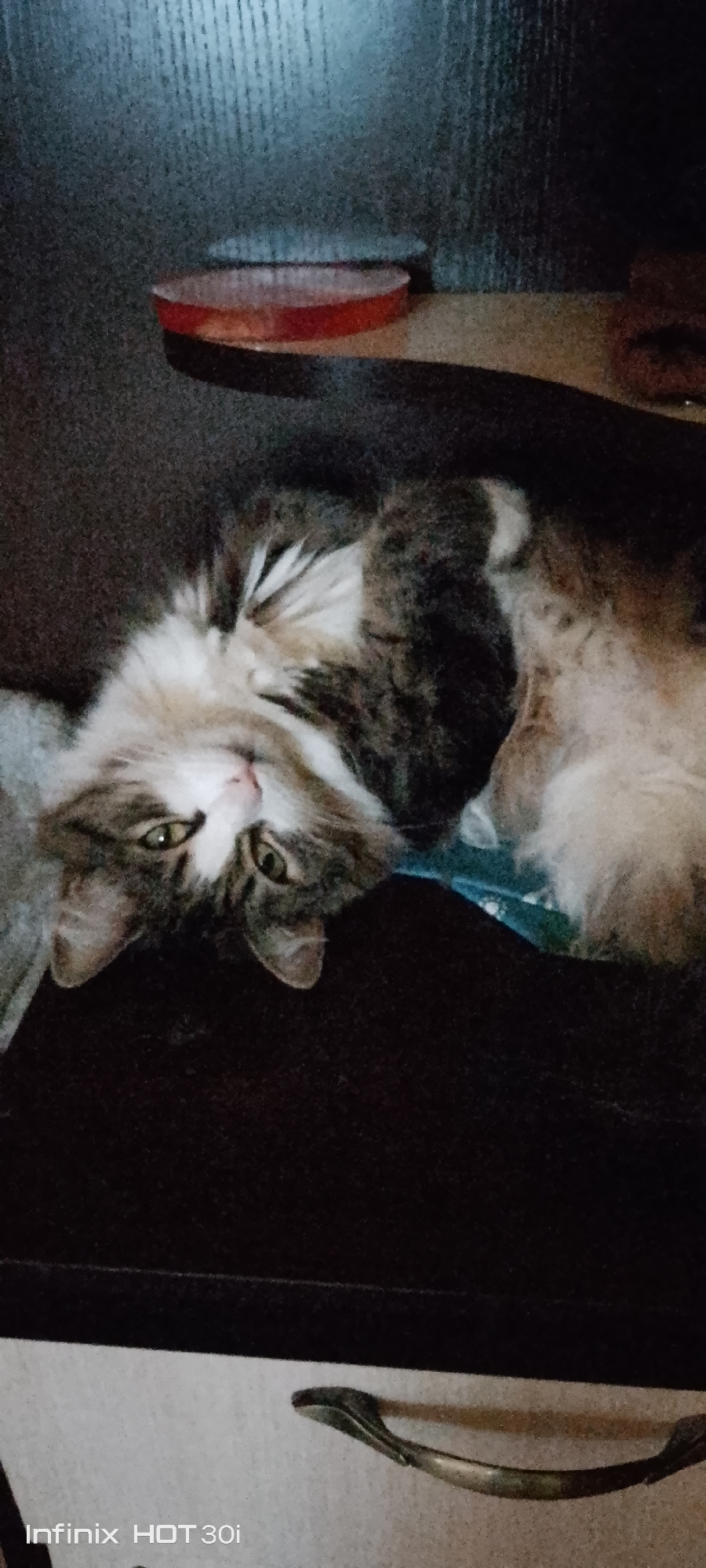 A fluffy tabby cat is resting on a dark surface, appearing to be on its back. The cat has green eyes and is looking towards the viewer. Its fur is a mix of grey, white, and brown stripes. The background is a dark, textured wall, and a red-rimmed object is visible on a surface above the cat. A metal drawer pull is visible in the lower right corner of the image.