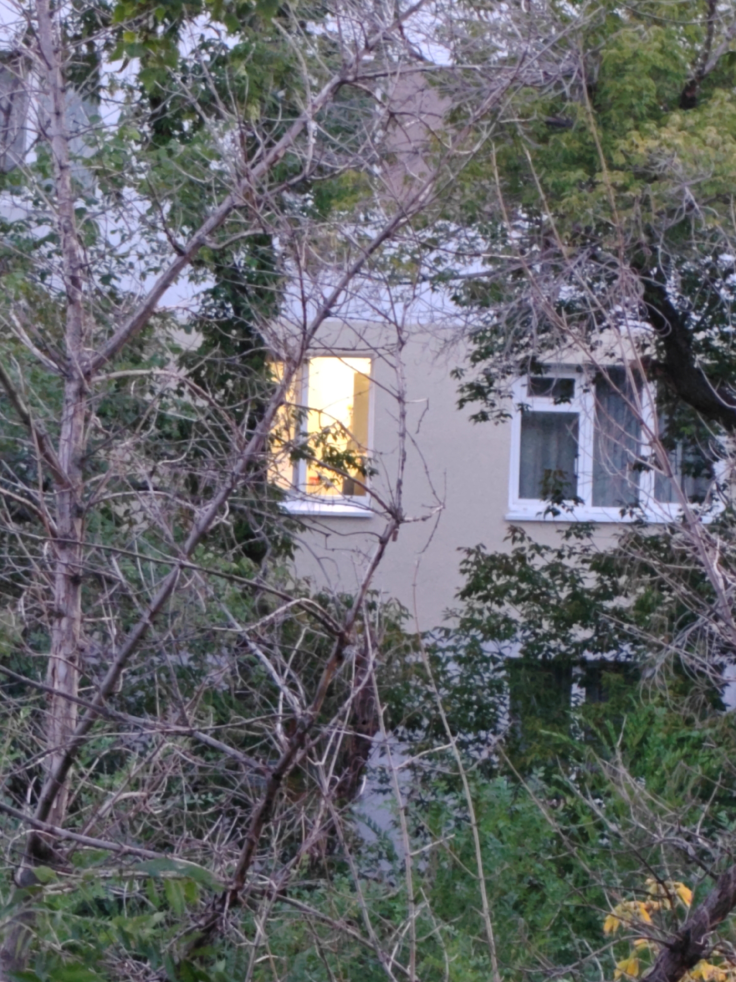 The image shows a view of a building through dense foliage and bare tree branches. Two windows of the building are visible. The left window is illuminated from within, casting a warm, orange glow. The right window is darker and appears to have curtains. The building's facade is a light, neutral color. The foreground is dominated by the tangled branches and leaves of trees, some with green leaves and others bare and dry. The overall impression is one of an overgrown area in front of a building, possibly an apartment block, in an urban setting. This scene is consistent with an outdoor view in Orenburg, Russia, where such residential buildings are common and overgrown natural areas can be found.