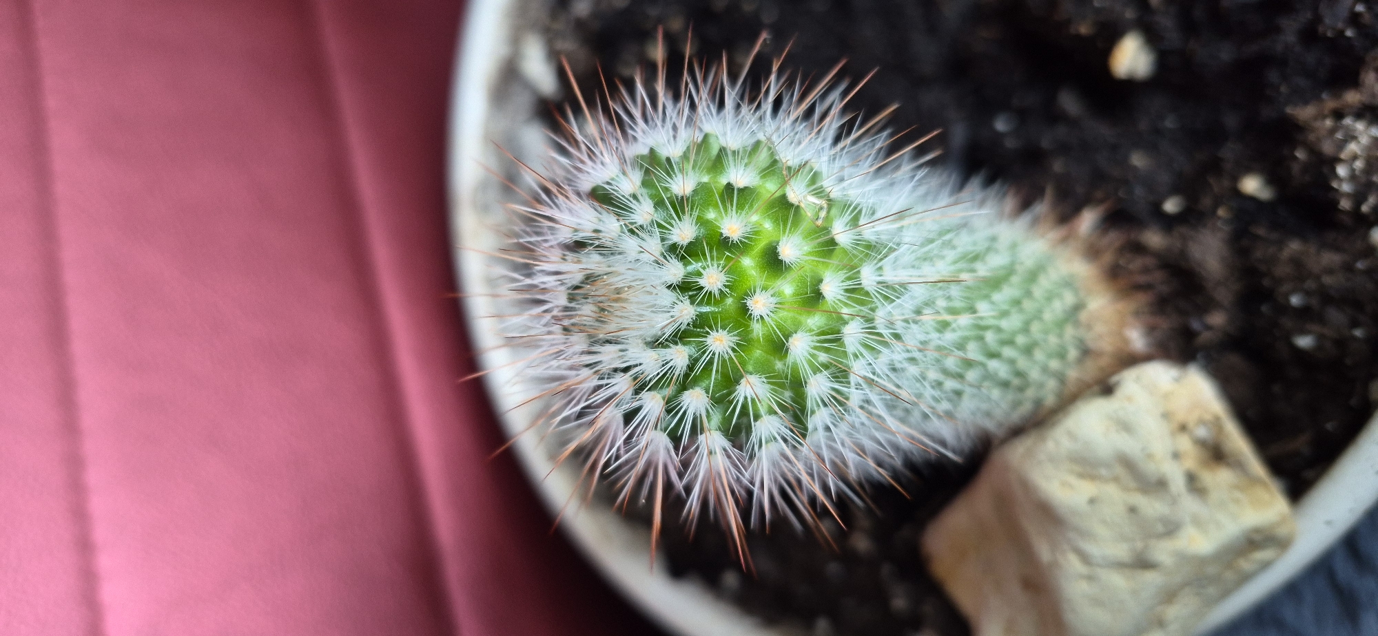 A close-up, overhead shot focuses on the top of a small, fuzzy green cactus with white and reddish-brown spines. The cactus is planted in dark soil within a white pot. A light-colored, irregular-shaped stone sits to the left of the cactus, partially obscuring the pot. The background consists of a blurred, pink surface. The image provides no information about the city of Ussurijsk, Russia.