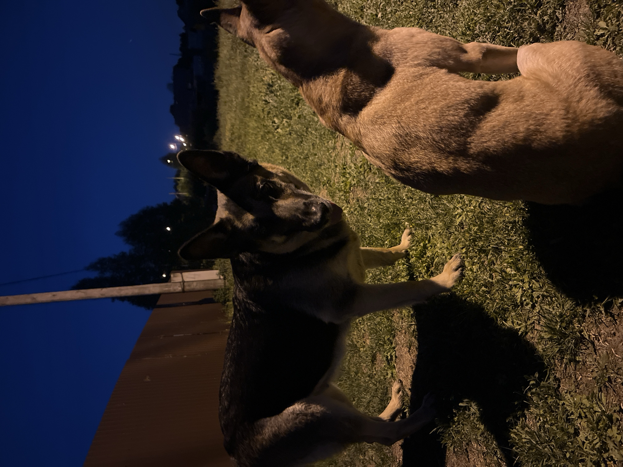 At night in Nizhny Tagil, Russia, two dogs stand on a grassy surface. The foreground dog, predominantly black and tan, faces the viewer with its head tilted up. The background dog, tan in color, occupies the upper right portion of the frame. A wooden fence is visible along the lower-left edge, and a utility pole extends into the night sky. Streetlights illuminate the distant buildings.