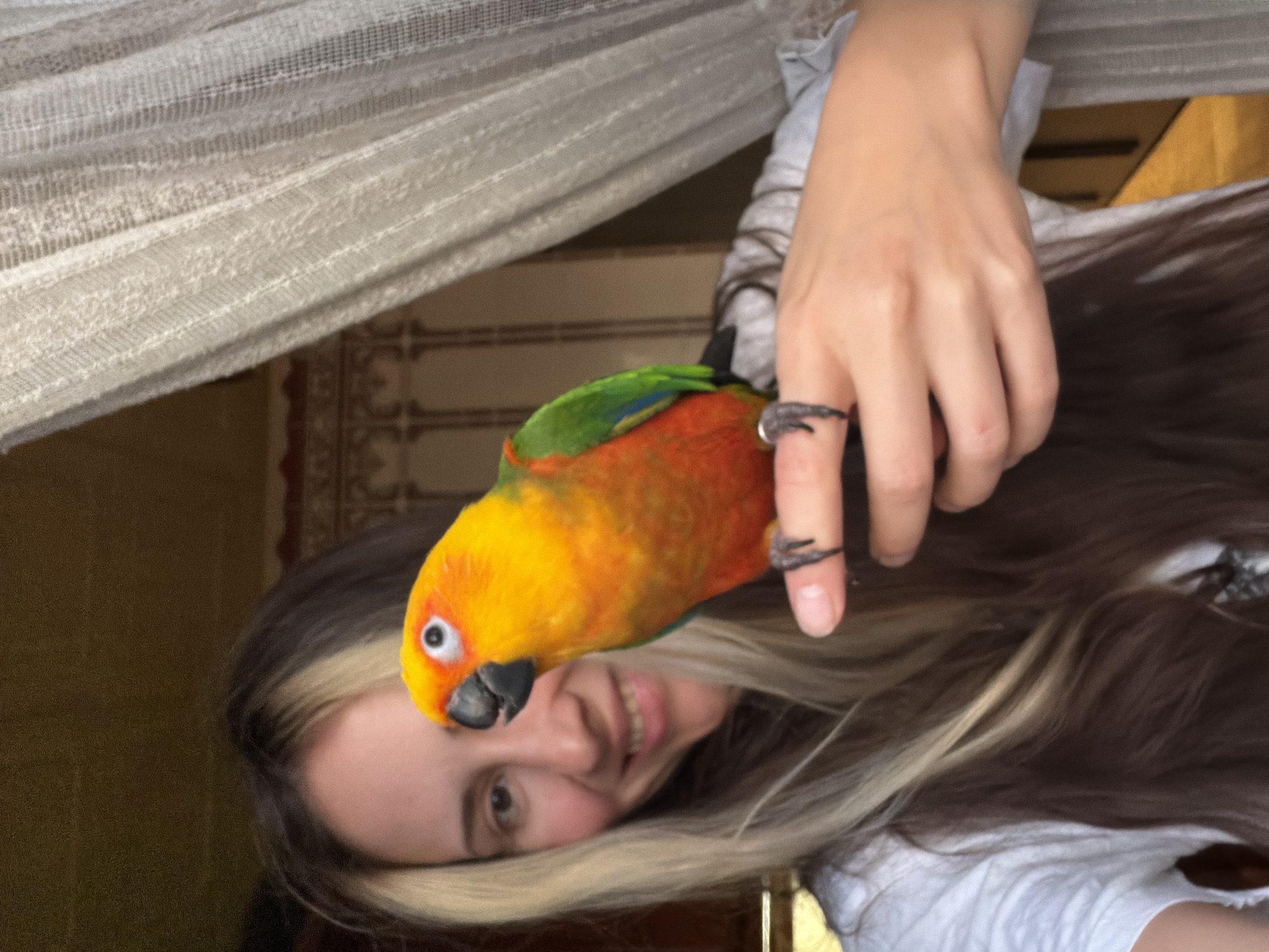 This media file captures a close-up of a person and a Sun Conure parrot. The person, with light brown hair featuring blonde highlights, is smiling and looking upwards. Their face is partially obscured by the parrot, which is perched on their hand. The parrot, with vibrant orange and yellow plumage and green wings, is looking towards the camera. A delicate, sheer curtain is visible in the upper left portion of the frame, suggesting an indoor setting with natural light. The background appears to be a wall with some decorative elements, possibly a patterned wallpaper or tapestry. The overall mood is one of affection and playfulness between the person and the bird. The image has a slightly grainy quality, and the lighting suggests it was taken during the daytime. No visible text is present in the media file.