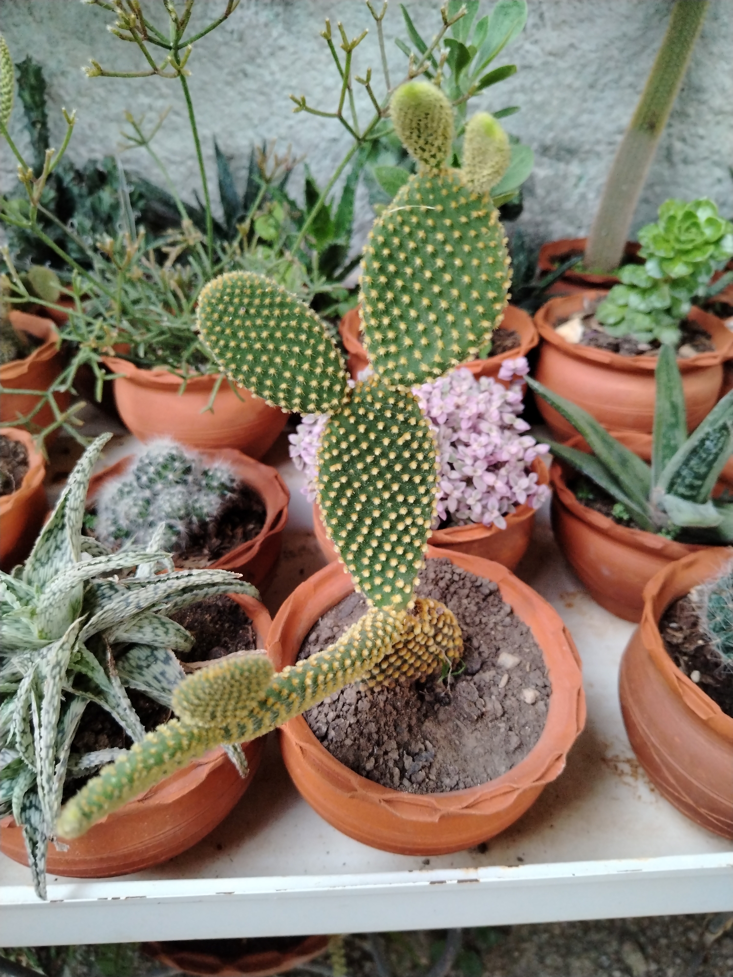 A medium shot displays a variety of small potted succulents and cacti. The primary subject is a cactus with rounded pads covered in yellow spines, planted in a terracotta pot. It is surrounded by other pots containing plants such as aloe, small flowering plants, and various other cacti and succulents. The pots are arranged on a white surface, possibly a shelf. The setting appears to be outdoors, likely a home garden or patio in Tinaquillo, Venezuela. No people are visible.