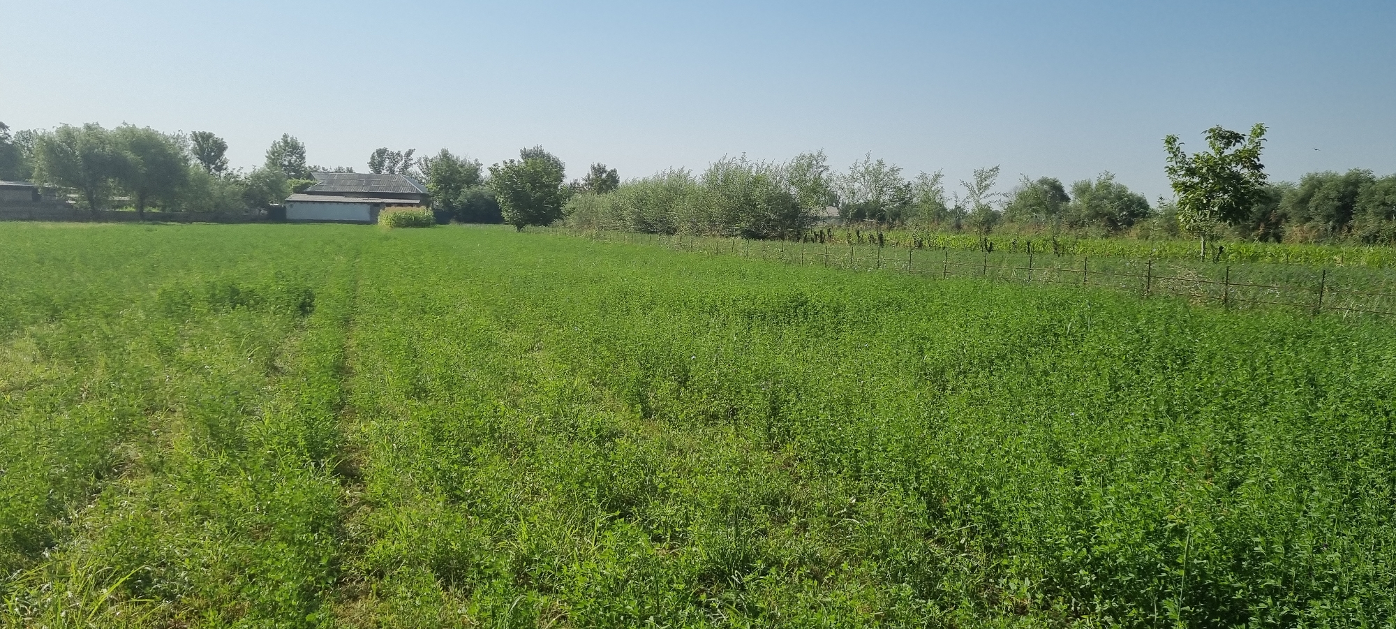 The image depicts a lush green field stretching towards a distant treeline under a clear blue sky. In the background, several buildings with angular roofs are visible, partially obscured by trees. A thin fence runs horizontally across the middle ground, separating sections of the field. A single, mature tree stands prominently to the right of the frame, its branches reaching upwards. The overall scene suggests a rural or agricultural setting, potentially on the outskirts of the city of Ҷомӣ, Tajikistan.
