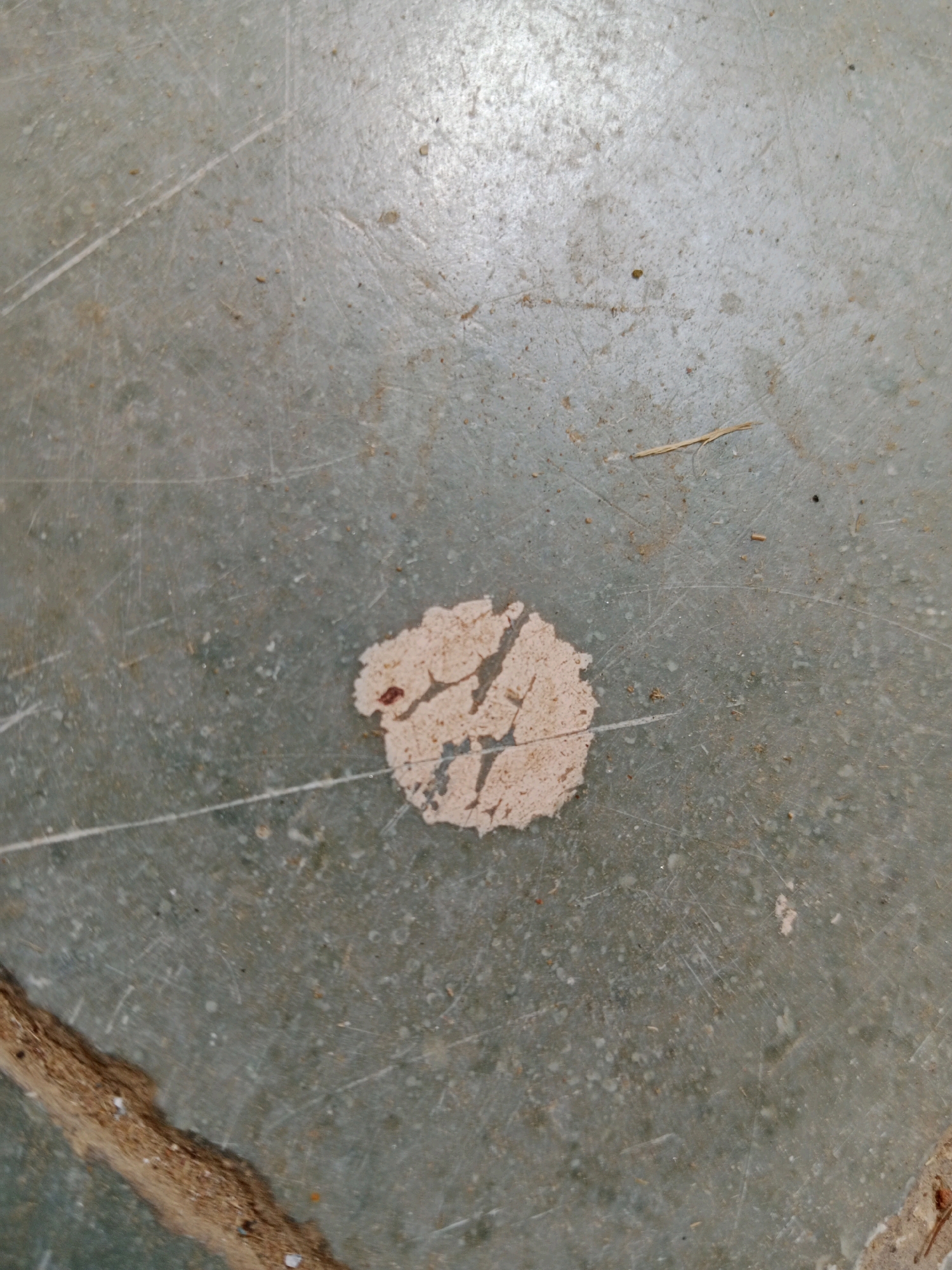 A circular, light-colored stain with irregular edges is present on a grey, scratched surface. The stain appears to be made of a material that is peeling and cracked, with some darker red-brown discoloration visible within the cracks. The surface itself is mottled and shows numerous fine scratches and some scattered debris, including small, dark specks and a few pieces of straw-like material. In the lower left corner of the image, a section of a rough, brown, textured material is visible, appearing to be a border or edge of some sort. The overall impression is of a worn, possibly outdoor or industrial surface. The image is a close-up, detailed shot, suggesting it may be part of an investigation or documentation of a specific detail on the ground. The location in Rajpura, India, is not visually discernible from the image itself, but the description indicates the context of the scene.