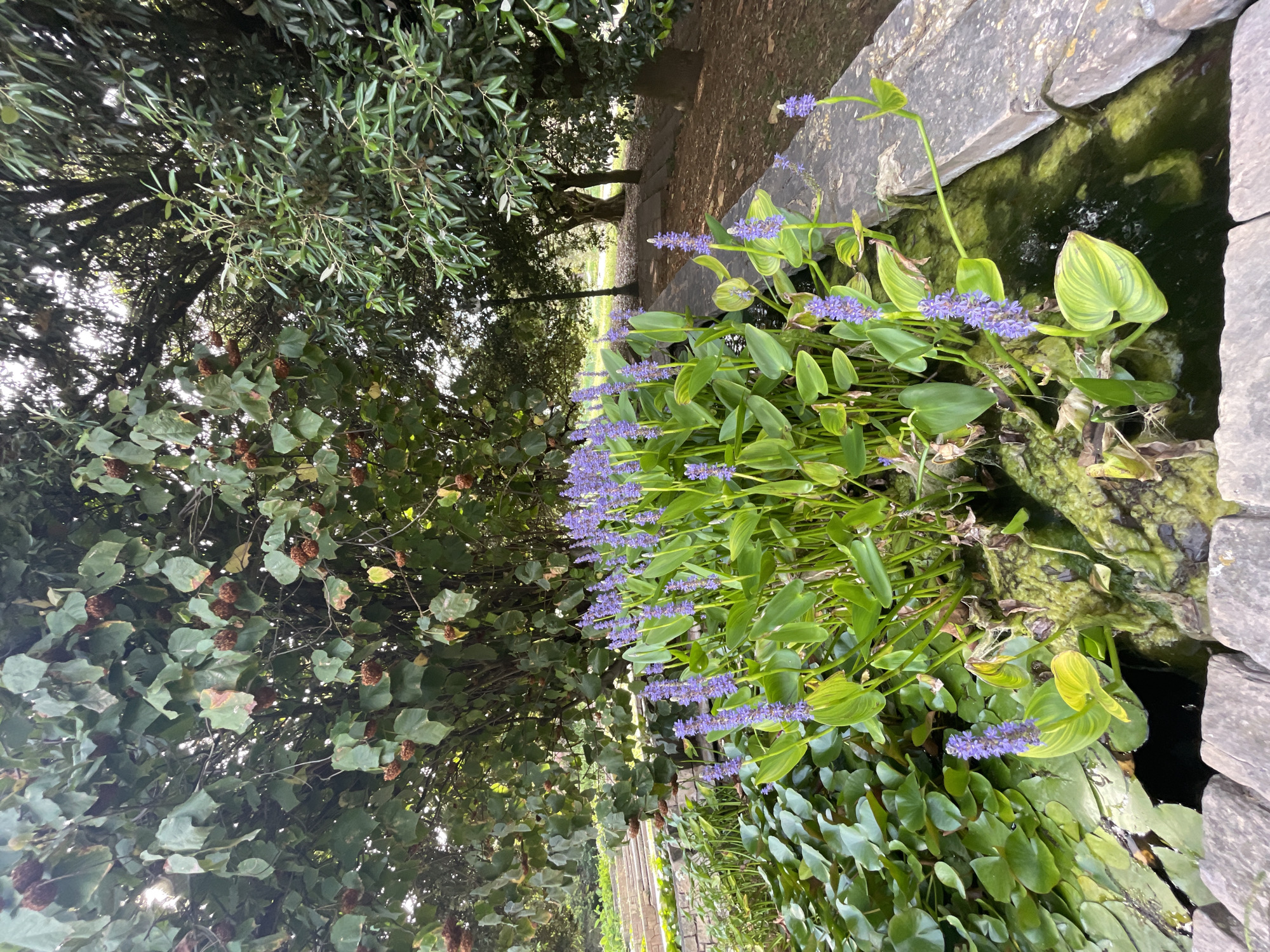 The image presents a detailed view of a lush garden environment within Barcelona, Spain, featuring an aquatic plant bed. In the immediate foreground, a rough-hewn, light grey stone border delineates a water feature. This water is densely populated with pickerelweed (Pontederia cordata), characterized by numerous spires of small, dense purple flowers on tall stems, interspersed with heart-shaped, bright green leaves. To the left, various large, round, green floating leaves, likely water lilies, cover the water's surface, which exhibits a murky green hue.
Above the water feature, a substantial tree with large, somewhat discolored green leaves and numerous small, spherical, reddish-brown seed clusters dominates the left side of the upper frame. To the right, another tree with elongated, dark green leaves provides dense foliage. Beyond the water and foreground plants, a shaded earthen path, covered with fallen leaves, recedes into the background, flanked by additional mature trees. A faint street lamp can be observed in the middle-right background. No people or animals are visible. The scene is illuminated by natural daylight, with sunlight filtering through the dense tree canopies.