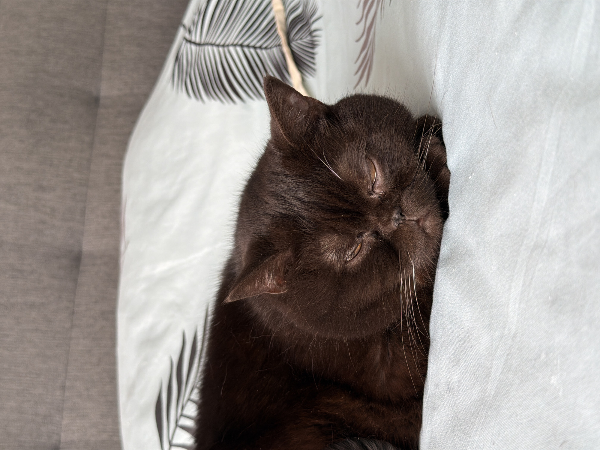 This is a close-up, eye-level shot of a dark brown cat with amber eyes sleeping. The cat is nestled between a grey upholstered surface and a white duvet that has a pattern of black and grey palm fronds. The cat's face is slightly squashed against the white duvet, with its eyes closed and whiskers fanned out. The fur on its face appears soft and thick. The lighting suggests it is daytime, and the overall mood is one of peaceful rest. The scene is indoors, likely in a bedroom or living area. No text is visible in the image.