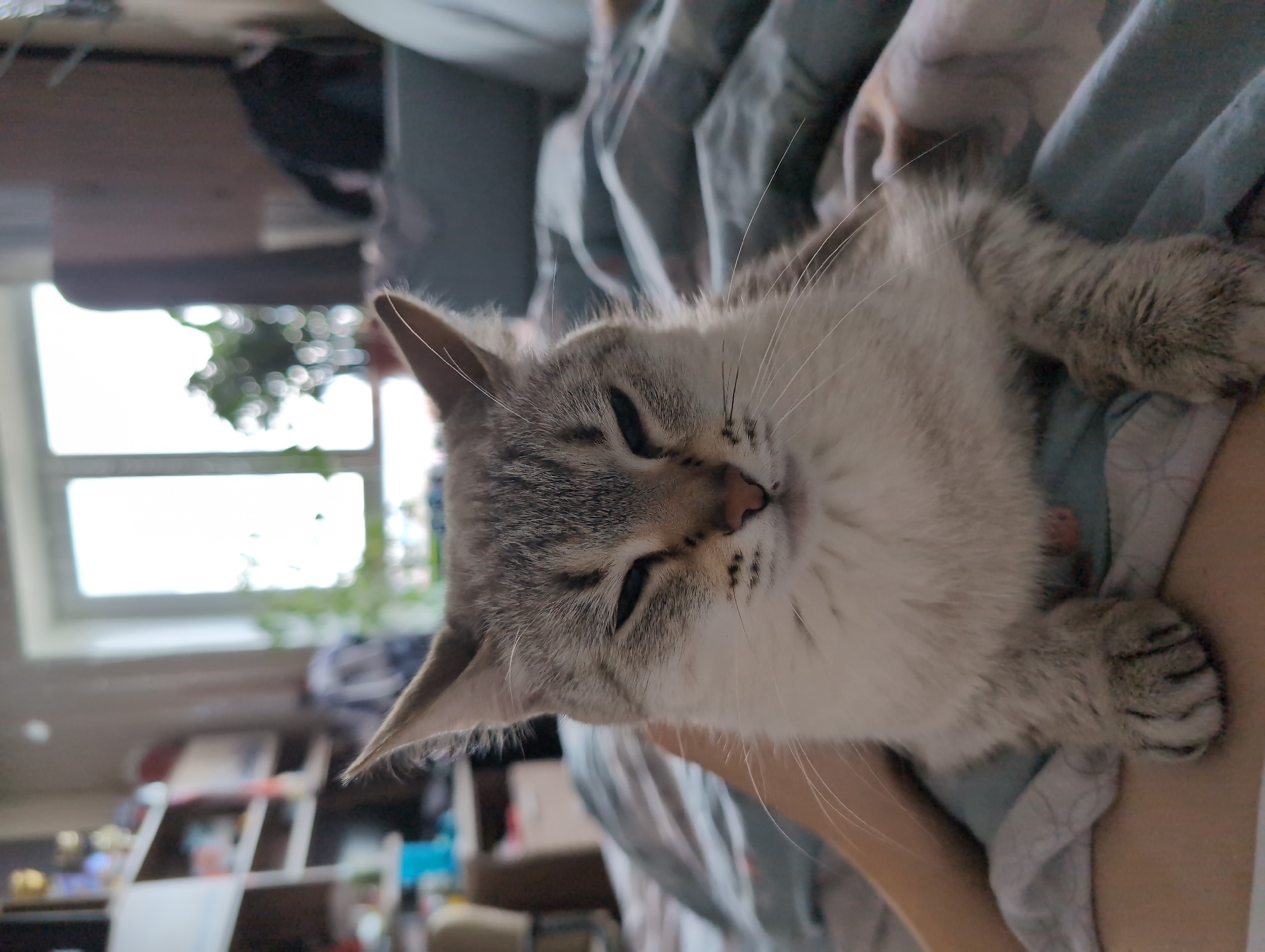 A light-colored cat with prominent tabby markings on its head, ears, and paws is captured in a close-up, horizontal shot. The cat is lying down, seemingly relaxed or dozing, with its eyes mostly closed. Its pink nose and long whiskers are clearly visible. Its fur is a mix of white/cream on its underside and face, transitioning to grey and brown tabby stripes on its forehead, ears, and legs. One of its front paws, showing distinct tabby stripes, rests on what appears to be a person's arm or leg, which is lightly covered by a patterned blanket in shades of blue and grey.
The background is softly blurred but reveals an indoor setting. A large, bright window on the left side indicates it is daytime. Beyond the window, out-of-focus green foliage from a plant is visible. Further in the background, various pieces of furniture like shelves or cabinets are discernible, contributing to the impression of a domestic living space. The overall mood is peaceful and calm, suggesting the cat is comfortable and content in its environment. No visible text is present in the image.