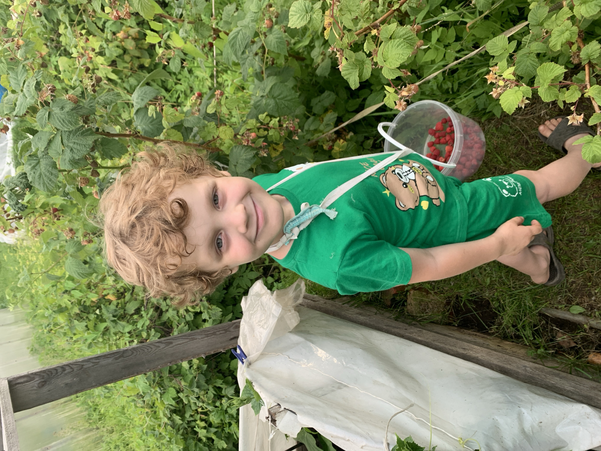 A young child with curly blond hair is smiling at the camera, lying on the grass in a garden. They are wearing a green t-shirt with a graphic of a bear on it. A white bucket filled with red raspberries is next to them. The child is surrounded by raspberry bushes, some with ripe fruit. The scene appears to be outdoors in a garden or farm. The time of day seems to be daytime, and the weather appears to be pleasant. The child's expression is happy and engaged. There is a wooden structure with a white tarp in the foreground. The overall impression is one of a child enjoying a day of berry picking.