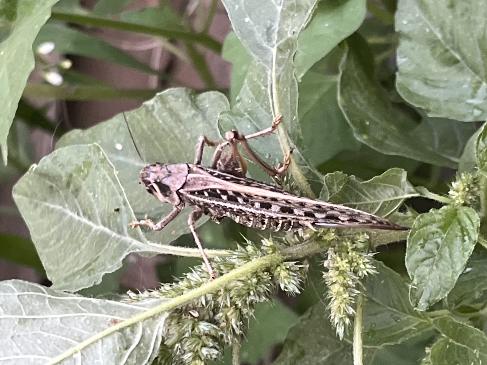 A grasshopper is perched on a plant with large green leaves and a spikey seed head in Krasnyye Barrikady, Russia. The grasshopper is brown and tan with distinct black markings on its body and wings. It is positioned vertically on the plant, with its head facing upwards. The surrounding environment consists of lush green foliage.