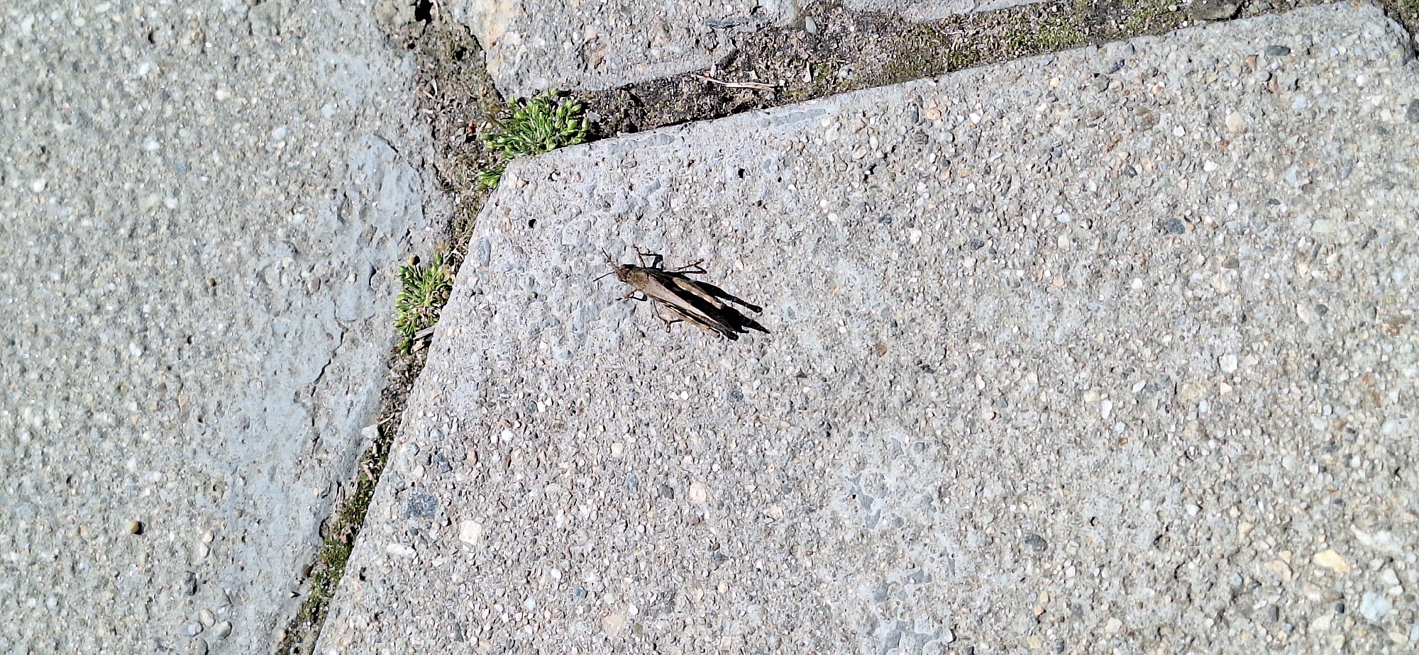 A brown grasshopper rests on a section of concrete pavement. The pavement is made of small pebbles and stone aggregate. Tufts of green plants grow in the joints between the paving stones. The location is in a city, likely Blagoevgrad, Bulgaria.