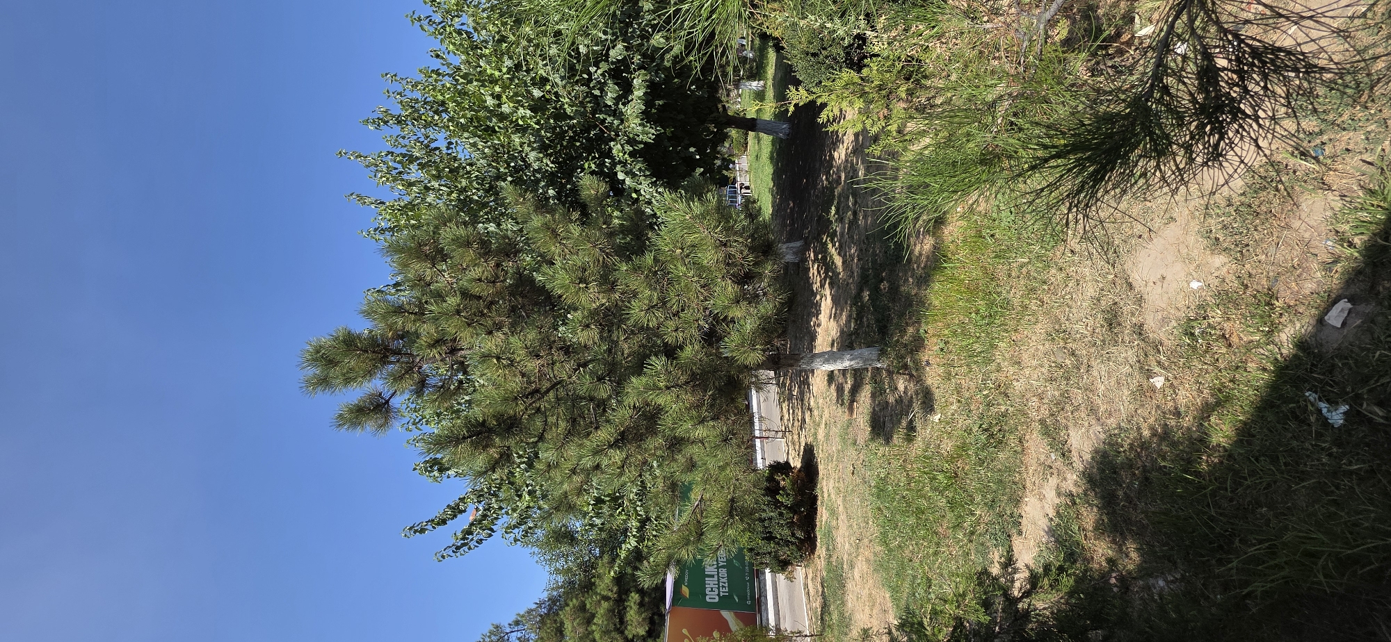 In a park setting under a clear blue sky, a young pine tree stands centrally in the foreground, its trunk painted white at the base. To its right, a broader tree with green leaves is visible, and behind these, more trees form a backdrop. A green advertisement banner with Cyrillic text, including "OCHLIKLI TEZ YEL," is positioned on the left side of the image, suggesting an urban or semi-urban environment. The ground is covered with dry grass and patches of soil, with some scattered white debris, possibly litter. The overall scene depicts a sunny day in a park in Tashkent, Uzbekistan.
