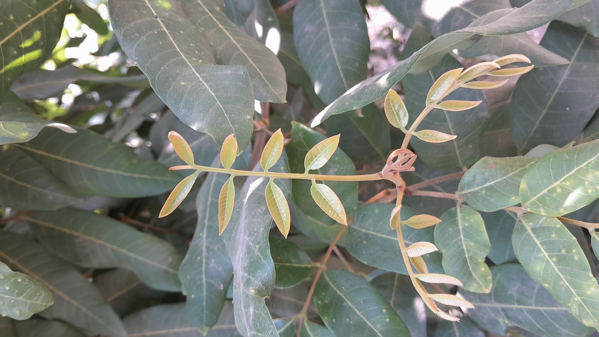 The image displays a close-up of a branch with new, light-green leaves emerging from a central stem. These young leaves are small and ovate, with a slightly pointed tip. They are arranged in pairs along the stem, which is a light brown color. Older, larger, dark green leaves surround the new growth, creating a backdrop. Some of these older leaves have small, pale yellow spots scattered across their surface, and their veins are clearly visible. The lighting suggests it is daytime, with sunlight filtering through the foliage, creating areas of brightness and shadow. The scene appears to be outdoors, with the focus solely on the plant's foliage. There is no indication of human presence or any specific landmarks that would pinpoint a location within Sumberarum, Indonesia; it is a generic natural scene of a plant.