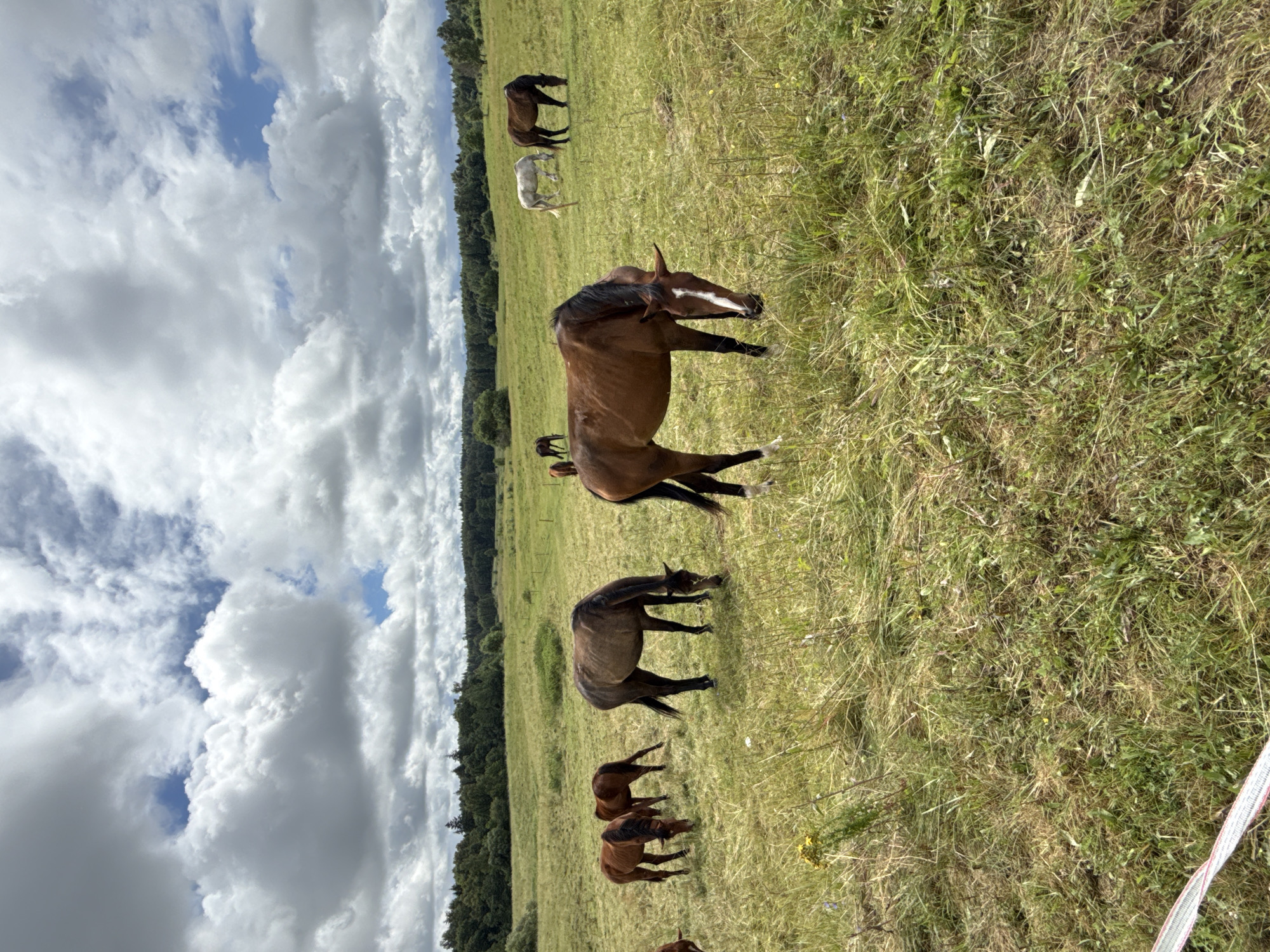 This is a full-shot, eye-level, outdoor photograph taken in Galinė, Lithuania, on a cloudy day. The scene depicts a grassy field populated by several horses grazing. In the foreground, a brown horse with a white blaze on its face is positioned centrally, facing towards the left. Behind it, to the left, are two more brown horses, also grazing. Further back, a dark brown horse is grazing, and to its right, a lighter brown horse is visible. In the mid-ground, a white horse is grazing, and to its right, a dark brown horse is also grazing. The background features a dense line of trees and foliage, indicating a wooded area. The sky is filled with dramatic, gray and white clouds, with patches of blue sky visible. The overall impression is of a serene rural landscape.