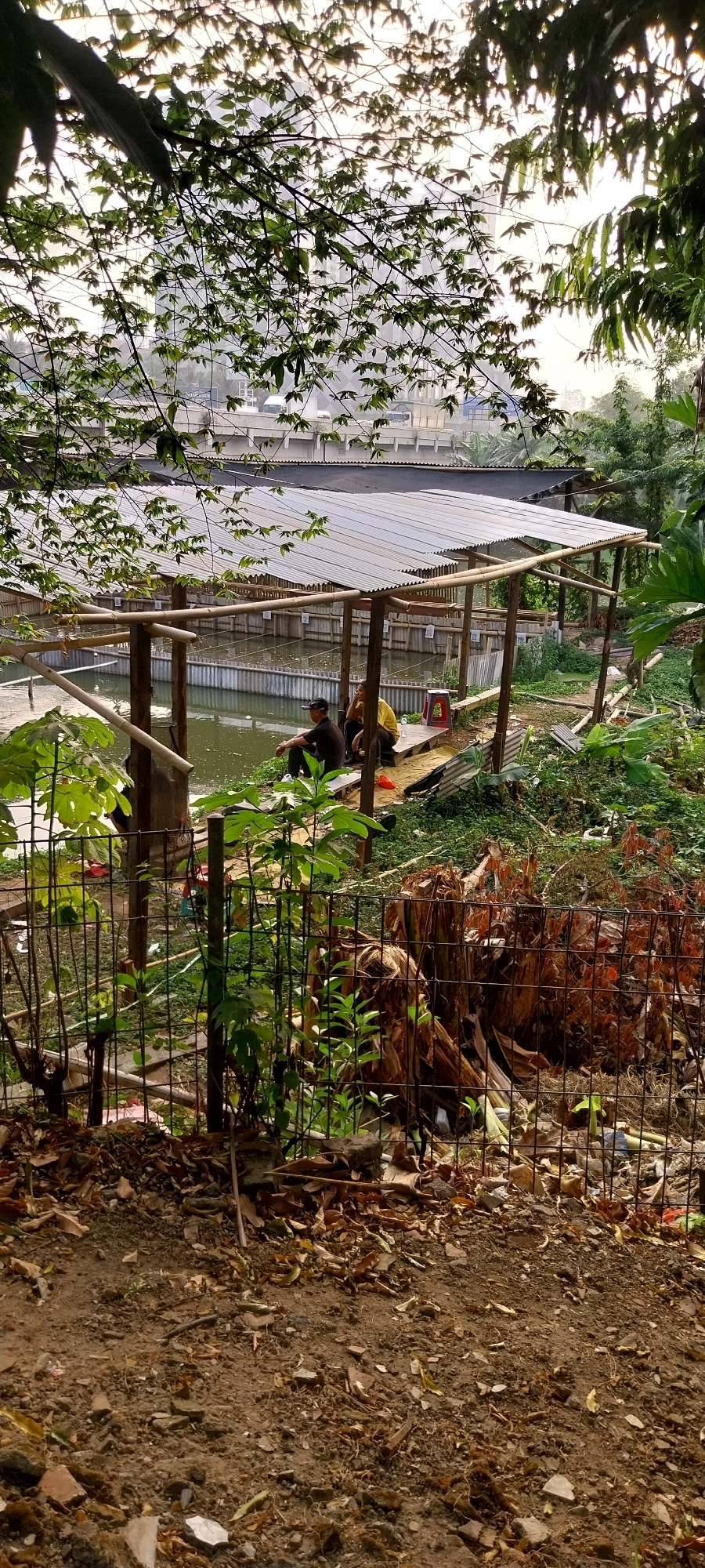 The image depicts an outdoor scene with two individuals sitting under a corrugated metal roof supported by bamboo poles. The roof covers an aquaculture pond or facility. The pond is bordered by corrugated metal sheeting and bamboo railings. The ground in front of the pond is a mixture of dirt, leaves, and debris. There is a wire fence in the foreground. In the background, buildings and foliage are visible, suggesting an urban or semi-urban environment. The overall impression is one of a modest, perhaps functional, aquaculture setup within a developed area. The specific location in Tangerang, Indonesia is not identifiable from the image itself.