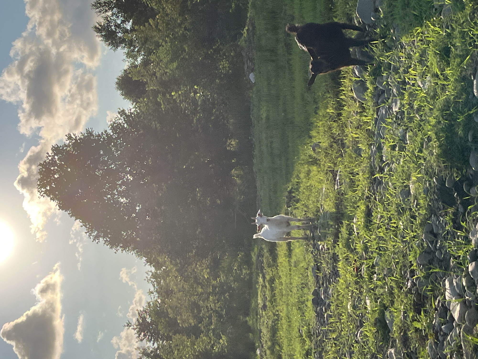 In Ureki, Georgia, two goats are in a field on a sunny day. One goat is white and stands in the center of the frame, facing the camera. The other goat is dark brown and is on the right side of the frame, facing left. The field is covered in green grass and gray rocks. Behind the field, there are several trees. The sun is shining brightly in the upper left corner of the image, and there are white clouds in the sky.
