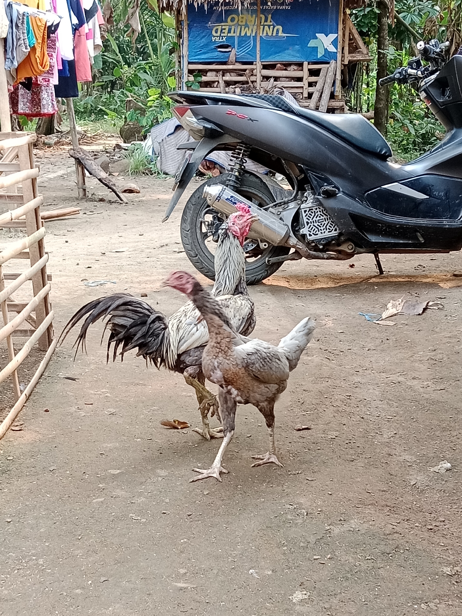 In the city of Parage, Indonesia, a photograph captures a rooster and a hen standing on a dirt ground. Behind them, a black motorcycle is parked. To the left of the chickens, a fence made of bamboo poles runs along the frame. In the background, laundry is hung on a clothesline, and a thatched-roof structure is visible. The scene appears to be an outdoor area, possibly a backyard or a rural setting.