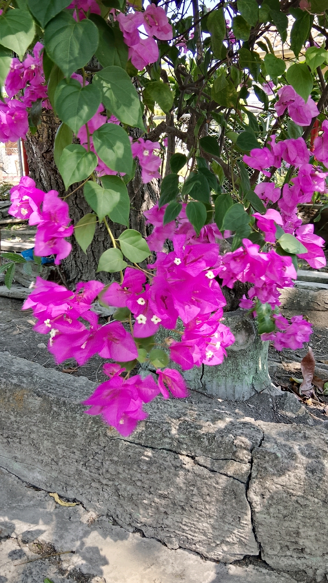 A close-up, vertical shot captures a vibrant bougainvillea plant with striking fuchsia bracts and green heart-shaped leaves, cascading over a weathered, grey concrete retaining wall. The plant's woody stems are visible, entwined with the flowers and leaves, and appear to be growing around a thick, rough-barked tree trunk. The concrete wall shows prominent cracks, suggesting age and exposure to the elements. Shadows from the plant and surrounding foliage are cast across the textured surface of the wall. The background is slightly blurred, hinting at more greenery and possibly structures beyond. The scene is set outdoors, likely in a garden or park area.