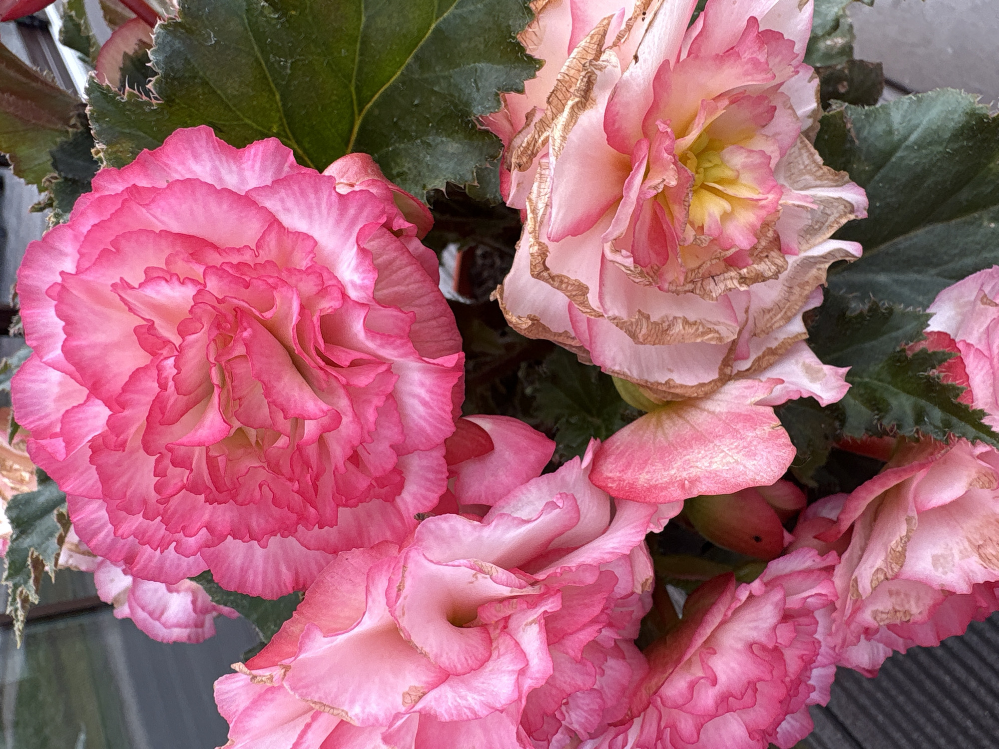 The image is a close-up photograph of several pink begonia flowers. The flowers are vibrant, with ruffled petals that transition from a deep pink at the edges to a lighter pink and yellow towards the center. Some of the petals show signs of browning and drying at the edges, indicating they are past their prime. Dark green begonia leaves are visible in the background, some with serrated edges. The flowers are arranged in a cluster, with some buds also present. The lighting suggests it is daytime, with soft light illuminating the flowers. The photograph is taken from a slightly elevated angle, looking down on the blossoms. The background is slightly blurred, but hints of a wooden surface, possibly a deck or railing, and a dark, out-of-focus area suggest an outdoor setting. The location is identified as Dolche Vita KP, Russia.