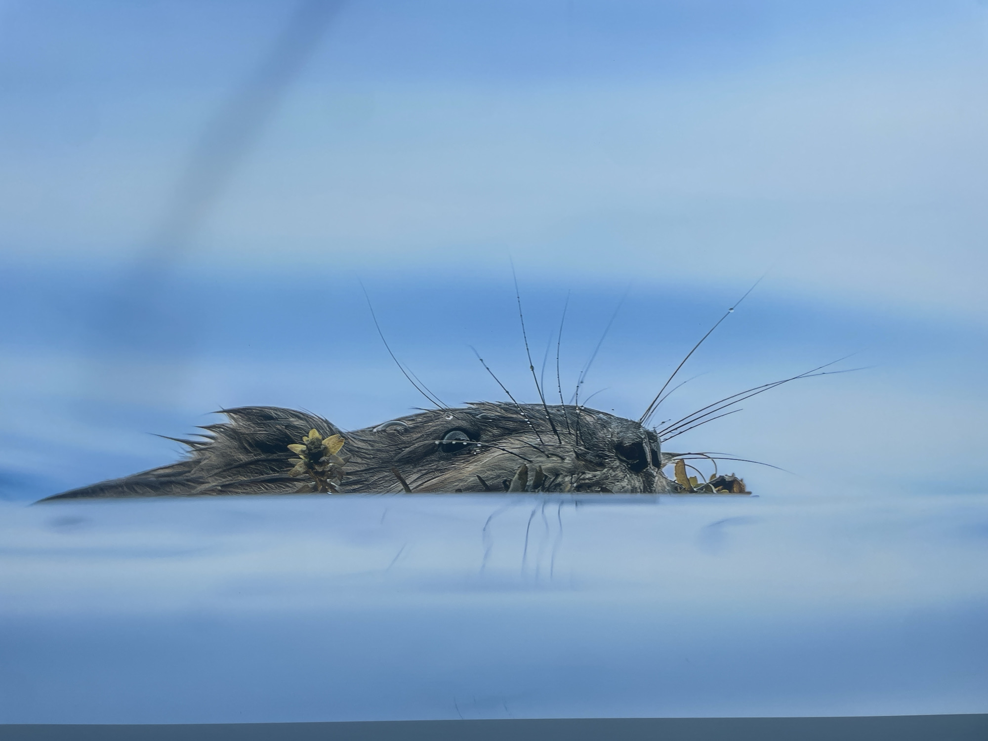 A muskrat is swimming in water, with its head above the surface. The water is a light blue color. The muskrat is dark gray with long whiskers. The location is not mentioned.