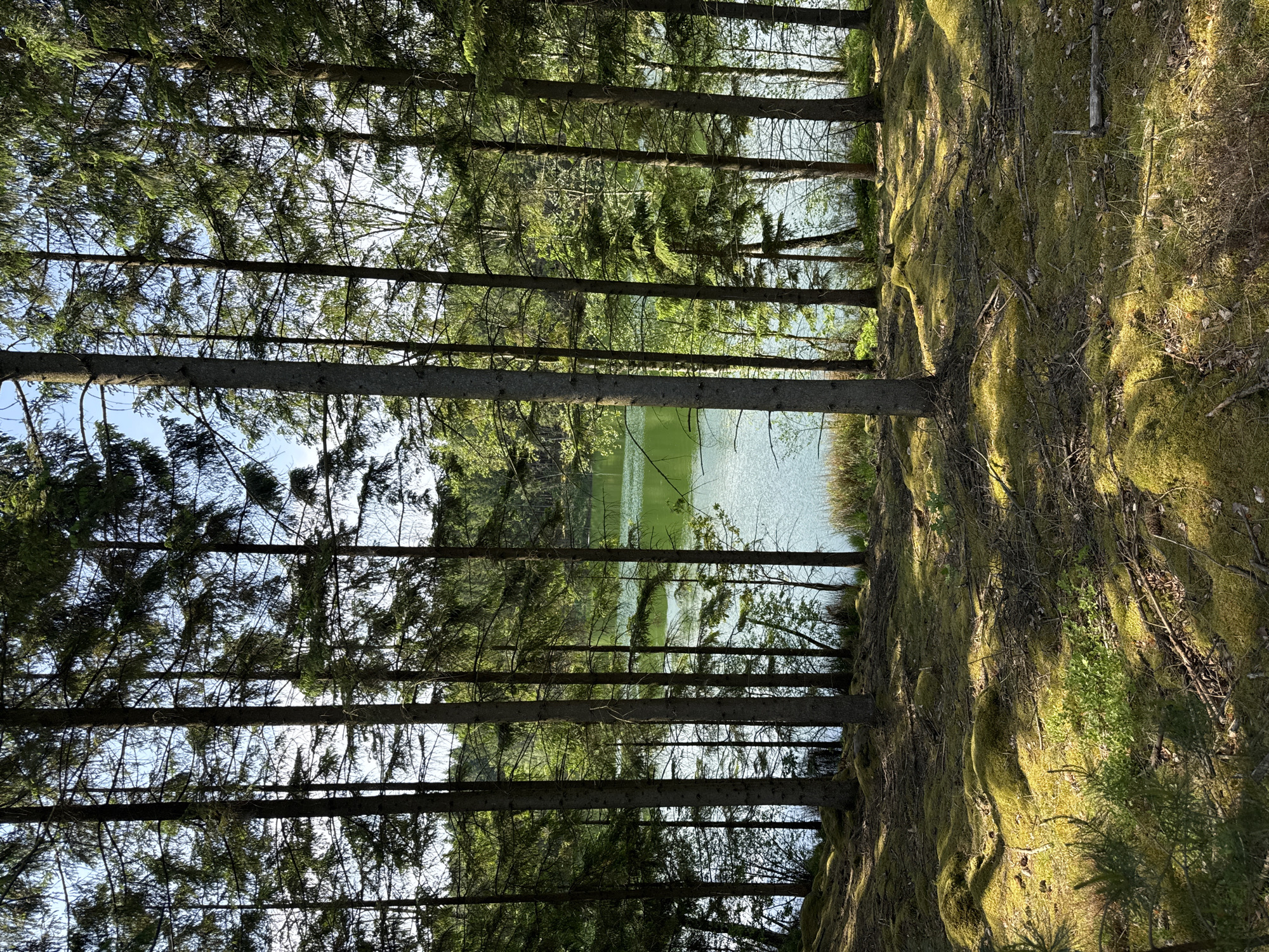 The image captures a serene natural landscape in Vessigebro, Sweden, featuring a dense coniferous forest situated along the edge of a calm body of water.
Tall, slender coniferous trees, likely spruces or pines, form a prominent vertical element across the left and center of the frame. Their dark, textured trunks rise upwards, while their branches, covered in green needles, stretch towards each other, creating a dense canopy through which patches of bright blue sky are visible.
Between the trunks, a tranquil lake or large pond extends into the background. Its surface is calm and slightly reflective, mirroring the sky and surrounding greenery, and the water itself appears to have a soft, muted green tint.
To the right of the tree line, the forest floor slopes gently downwards towards the water. It is carpeted with a thick, vibrant layer of bright green moss, which is illuminated by dappled sunlight filtering through the trees. Scattered across the mossy ground are fallen branches, exposed roots, and small green undergrowth, adding texture and natural detail. Distinct shadows are cast by the trees and irregularities in the moss, indicating the presence of direct sunlight.
The scene depicts a clear and sunny day, likely in the late morning or early afternoon, given the angle of the sunlight and the contrasting light and shadow. There are no people or visible activities taking place, contributing to the undisturbed and peaceful ambiance. No text is visible in the image. The overall impression is one of quiet wilderness and natural beauty.