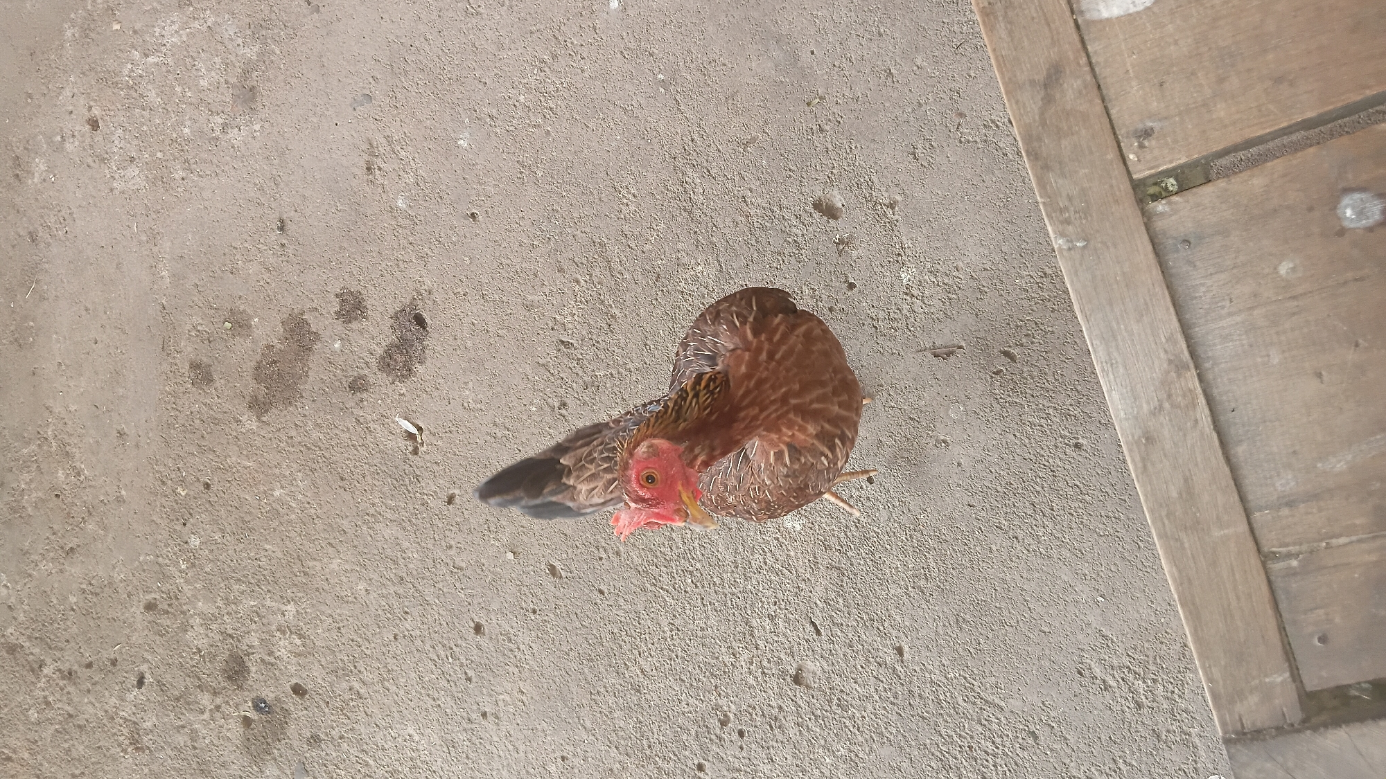 A hen stands on a concrete surface, its body a mix of brown and black feathers, with red skin around its face and comb. The hen is facing towards the left of the frame, with its head tilted slightly upwards. The concrete surface appears weathered, with some dark stains and small pebbles scattered across it. In the foreground, a wooden surface is visible, running diagonally across the bottom of the image. The scene appears to be an outdoor setting in Prabumulih, Indonesia, possibly a yard or a street.