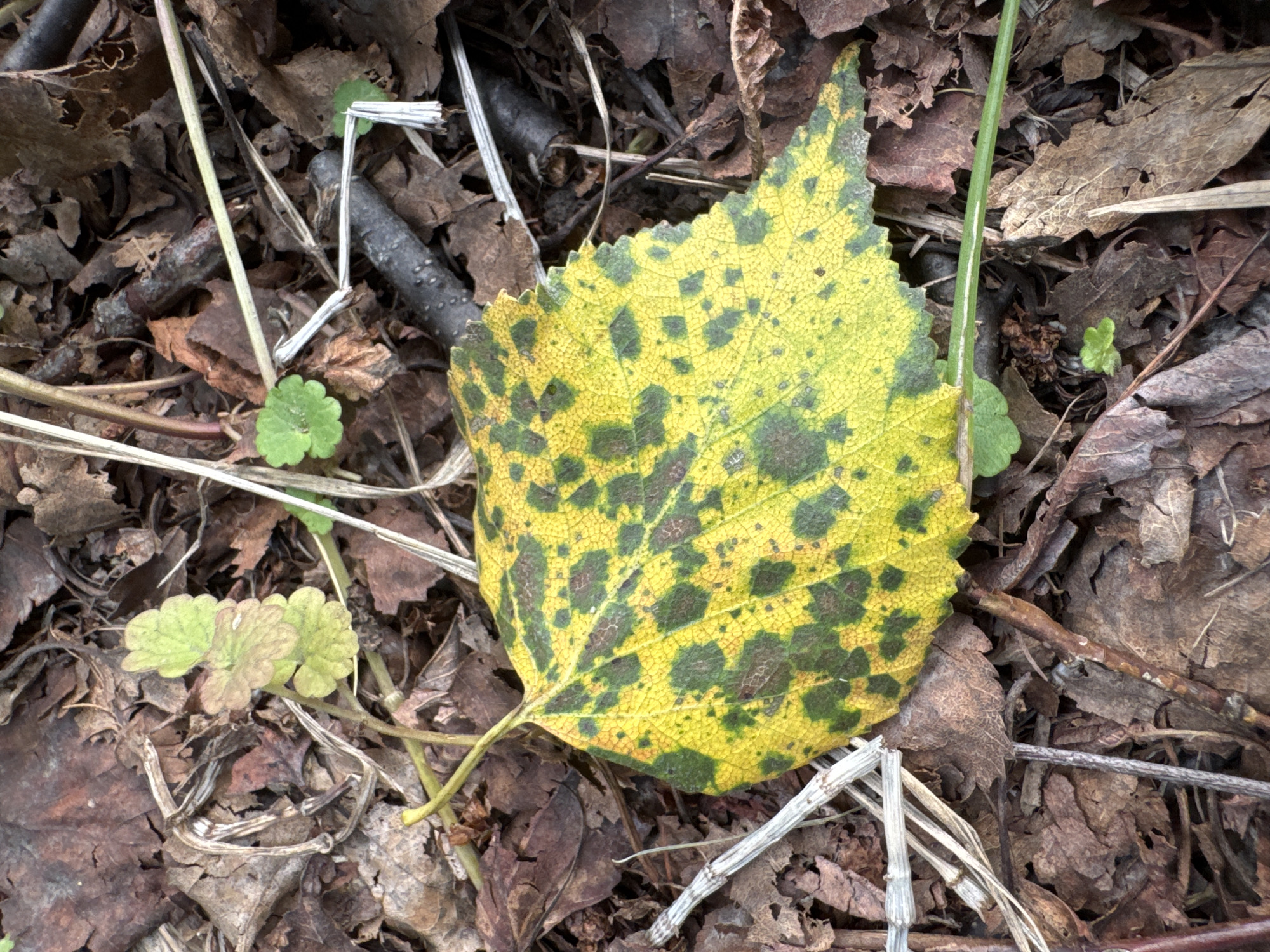 The image shows a close-up of fallen autumn leaves and twigs on the ground, likely in Yelizovo, Russia, during the fall season. A single yellow leaf with dark green spots is prominently displayed in the center, resting on a bed of dried brown leaves and thin branches. Several small, bright green clover-like plants are scattered amongst the detritus. The lighting suggests it is daytime, with a slightly overcast sky.
